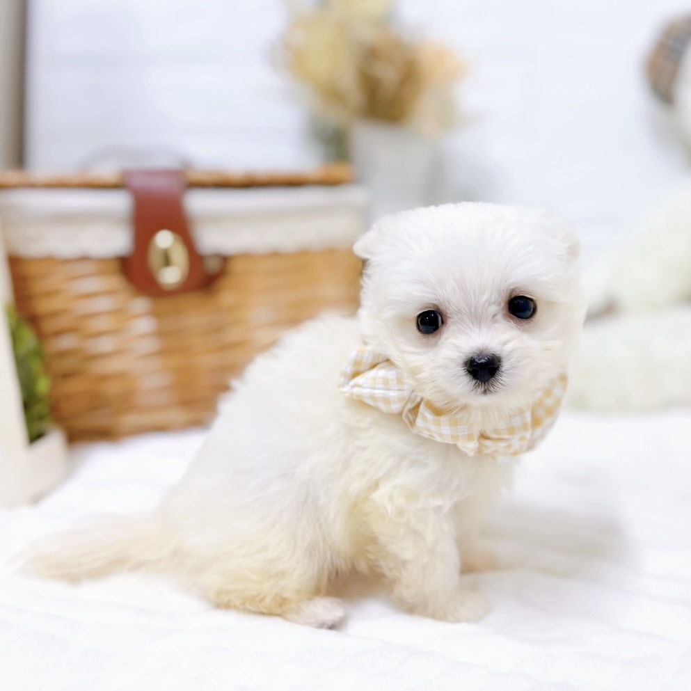 滋賀県のチワマル/マルチワ(チワワ×マルチーズ) (犬の家＆猫の里近江八幡店/2025年9月17日生まれ/女の子/ホワイト)の子犬の4枚目の画像