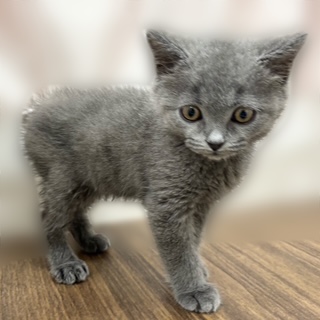 兵庫県のブリティッシュショートヘアー (犬の家＆猫の里カナート西神戸店/2025年9月11日生まれ/男の子/ブルー)の子猫の4枚目の画像