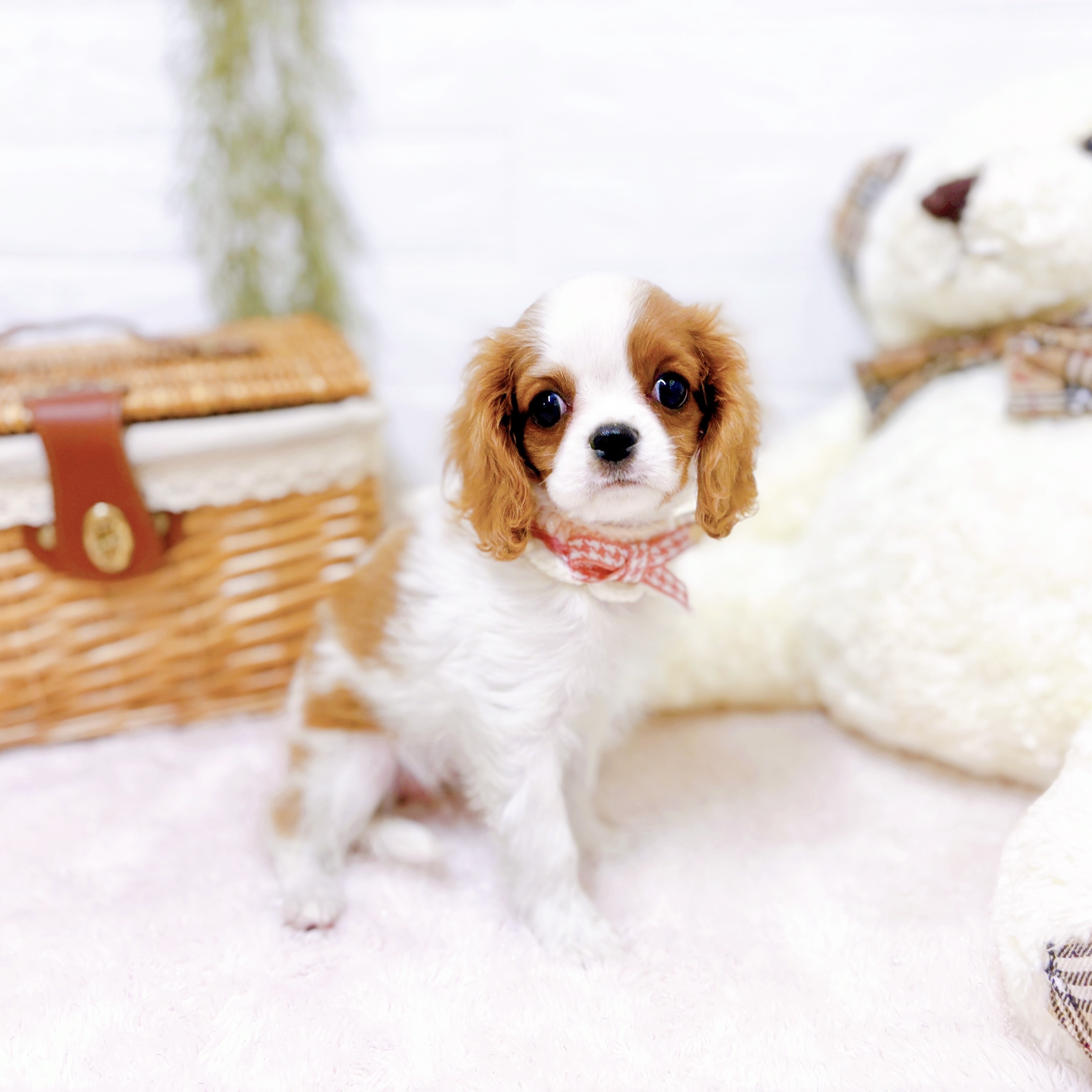 滋賀県のキャバリアキングチャールズスパニエル (犬の家＆猫の里近江八幡店/2025年9月14日生まれ/女の子/ブレンハイム)の子犬の4枚目の画像