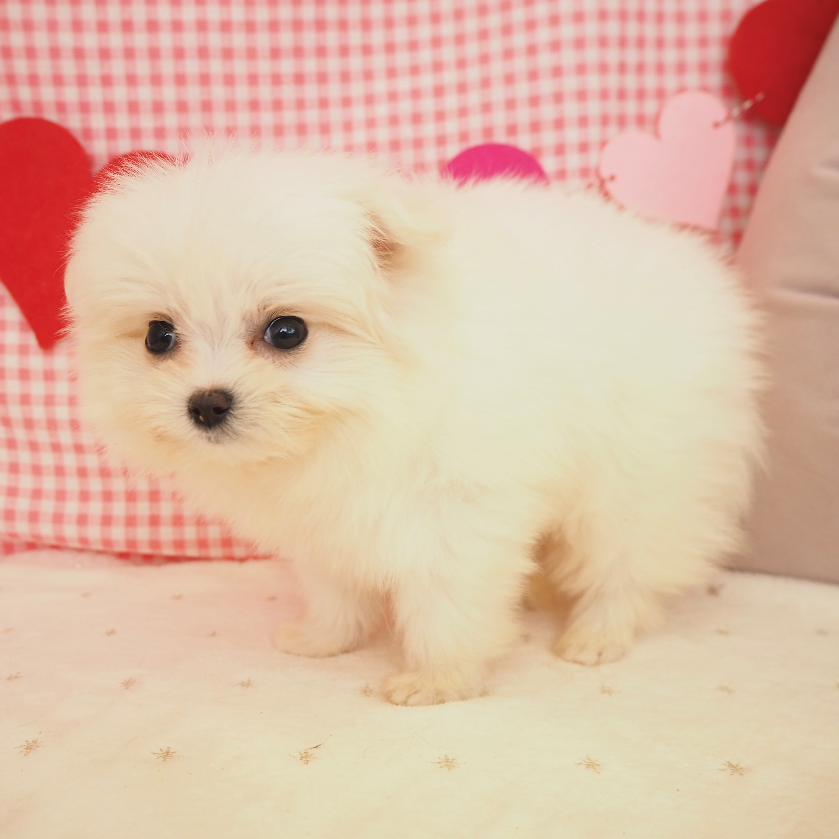 大阪府のポメマル/マルポメ(ポメラニアン×マルチーズ) (犬の家＆猫の里もりのみやキューズモールBASE店/2025年9月18日生まれ/女の子/ホワイト)の子犬の4枚目の画像