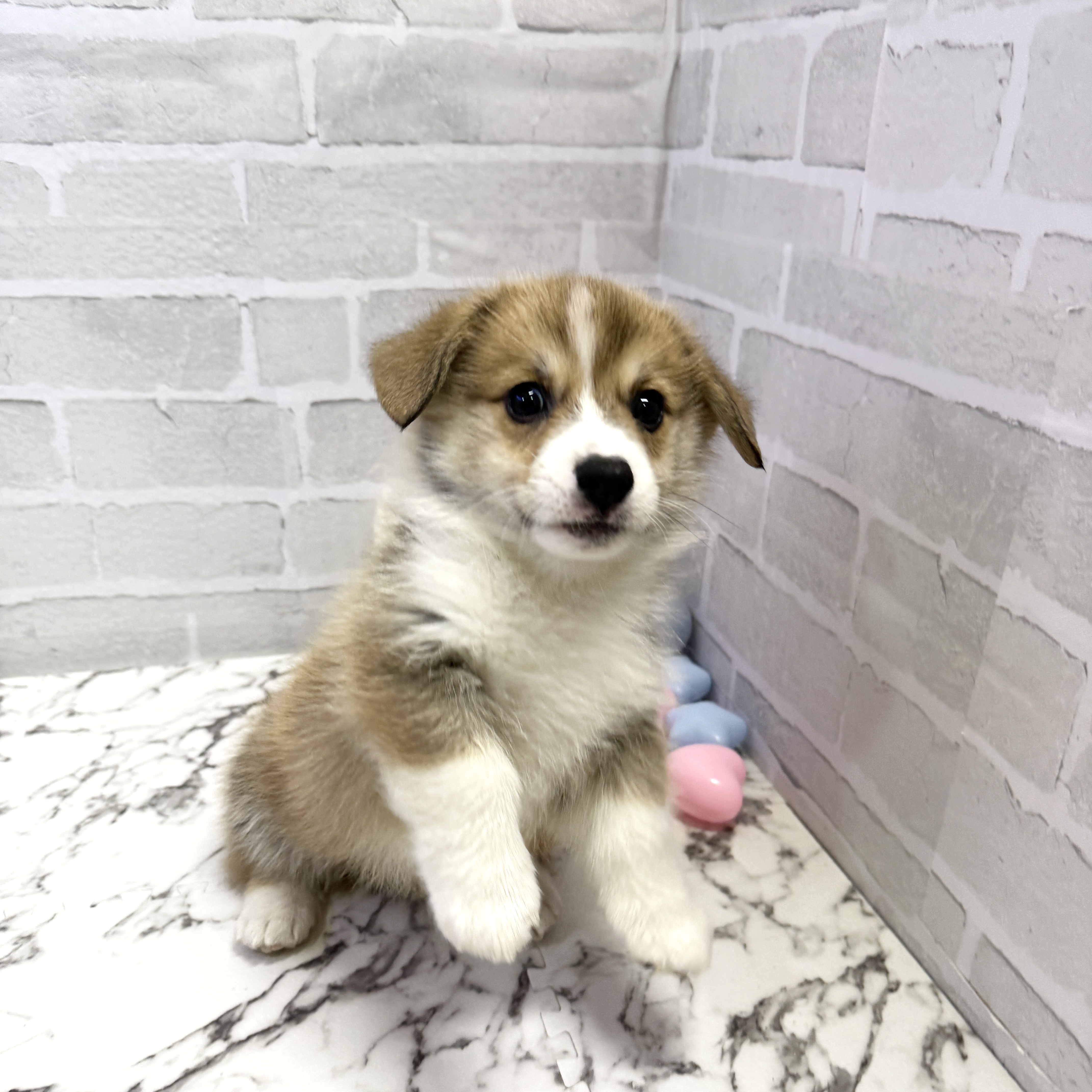 愛知県のウェルシュコーギーペンブローク (犬の家＆猫の里岡崎店/2025年9月19日生まれ/男の子/セーブルホワイト)の子犬の4枚目の画像