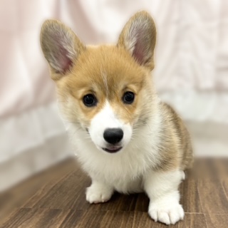 兵庫県のウェルシュコーギーペンブローク (犬の家＆猫の里カナート西神戸店/2025年9月19日生まれ/男の子/セーブルホワイト)の子犬