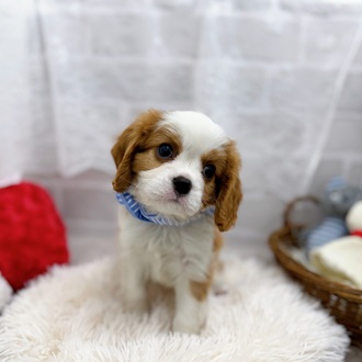 滋賀県のキャバリアキングチャールズスパニエル (犬の家＆猫の里長浜店/2025年9月20日生まれ/男の子/ブレンハイム)の子犬の4枚目の画像