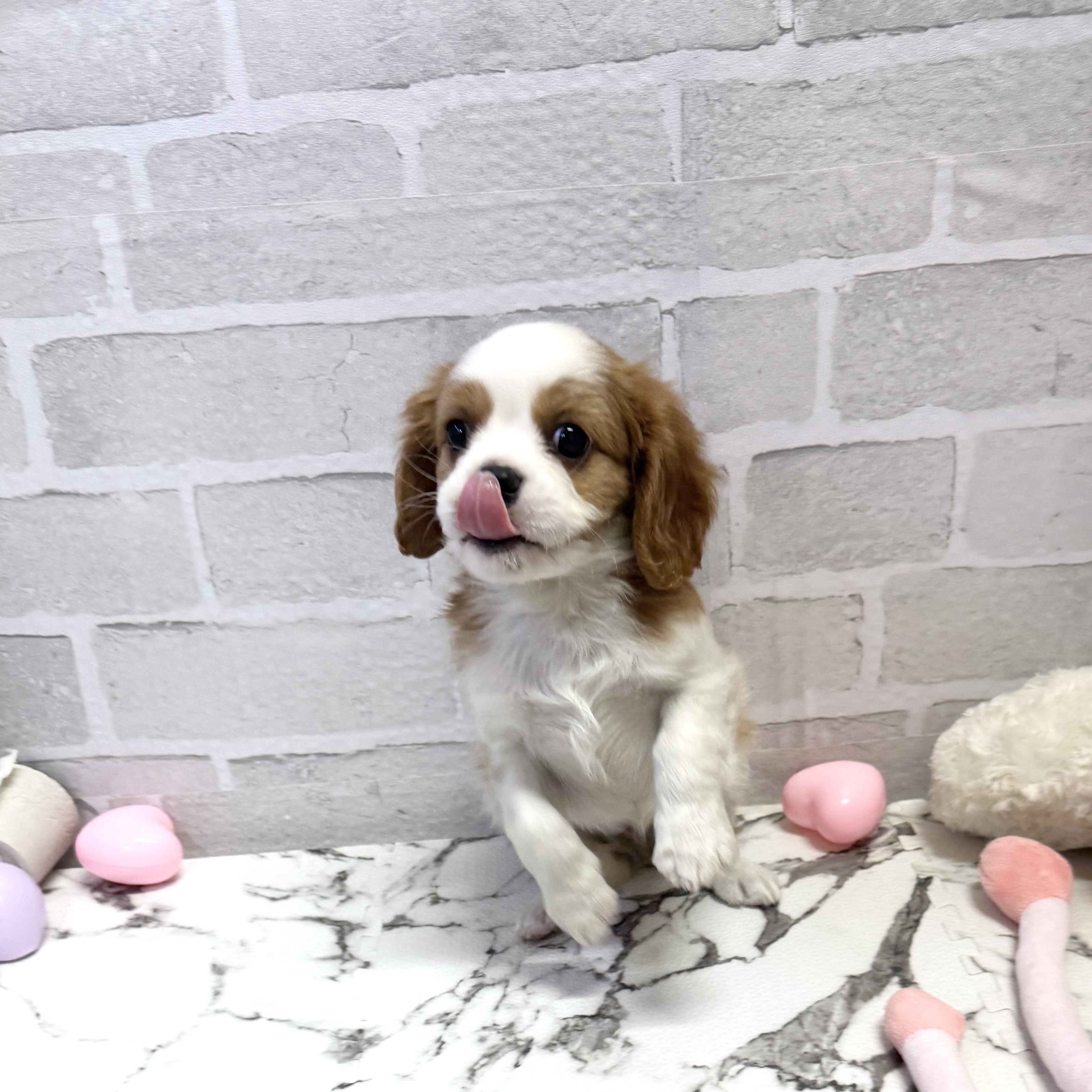 愛知県のキャバリアキングチャールズスパニエル (犬の家＆猫の里岡崎店/2025年9月20日生まれ/女の子/ブレンハイム)の子犬の4枚目の画像