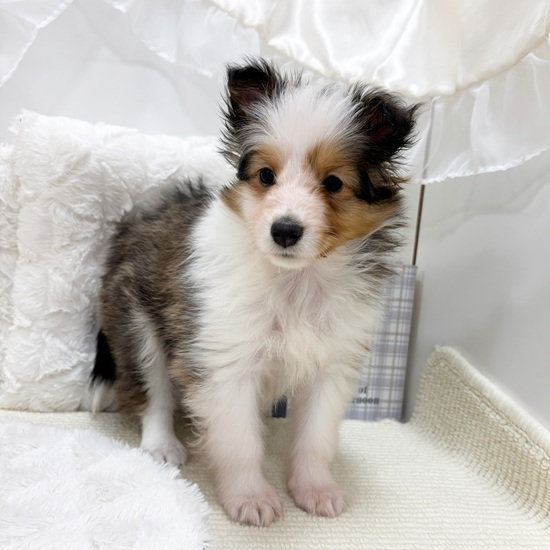 岐阜県のシェットランドシープドッグ (犬の家＆猫の里カラフルタウン岐阜店/2025年9月19日生まれ/女の子/セーブルホワイト)の子犬の4枚目の画像