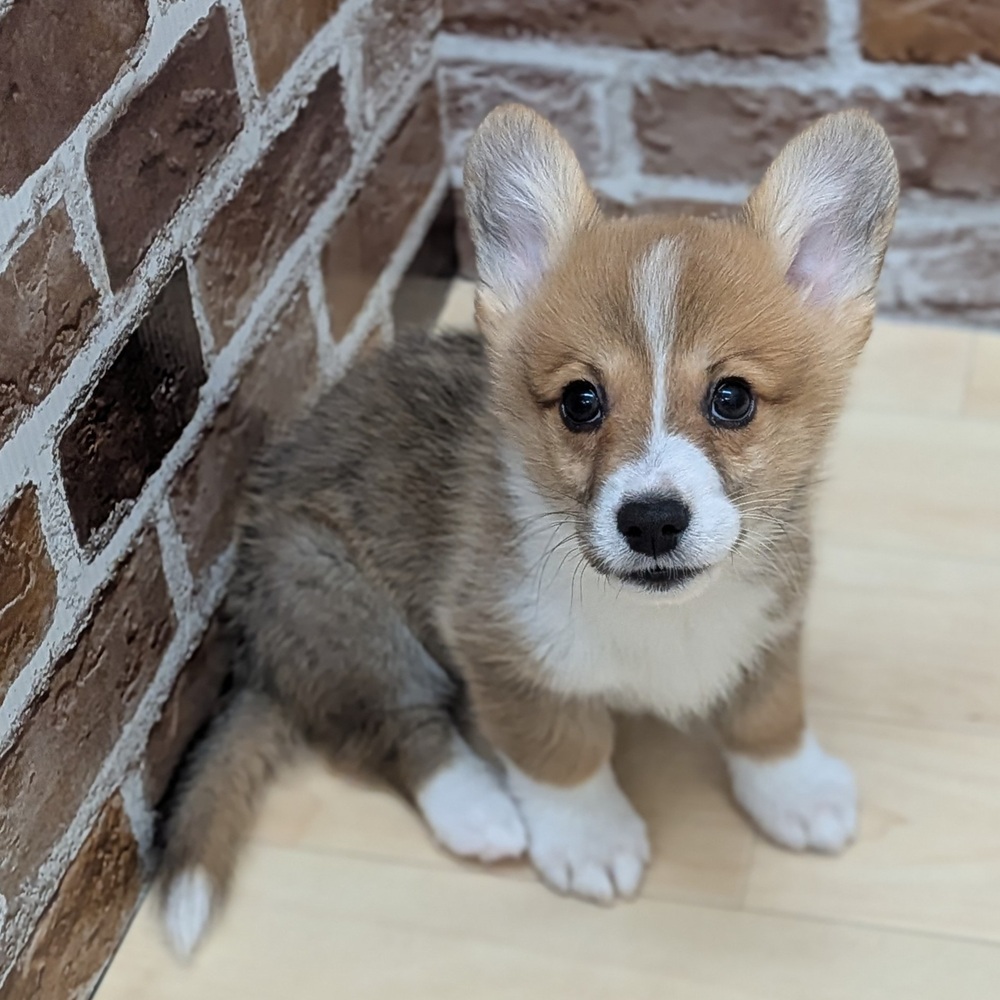 愛知県のウェルシュコーギーペンブローク (犬の家＆猫の里七宝店/2025年9月17日生まれ/男の子/レッドホワイト)の子犬の1枚目の画像