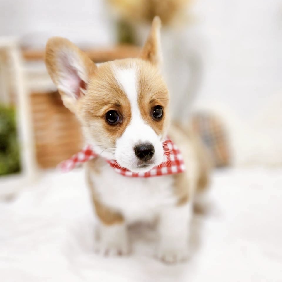 滋賀県のウェルシュコーギーペンブローク (犬の家＆猫の里近江八幡店/2025年9月17日生まれ/女の子/レッドホワイト)の子犬の4枚目の画像