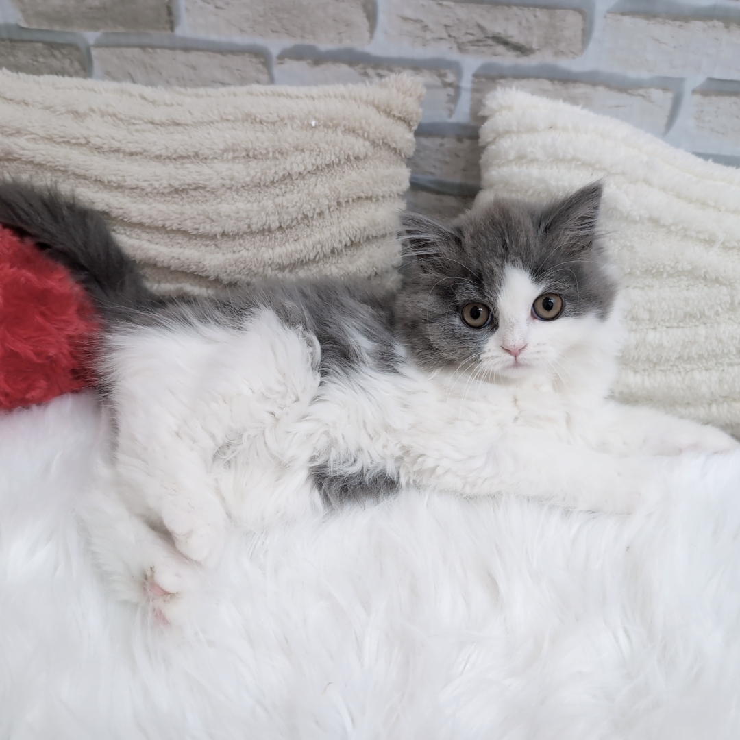 神奈川県のブリティッシュロングヘアー (犬の家＆猫の里モザイクモール港北店/2025年9月18日生まれ/女の子/ブルーホワイト)の子猫の4枚目の画像