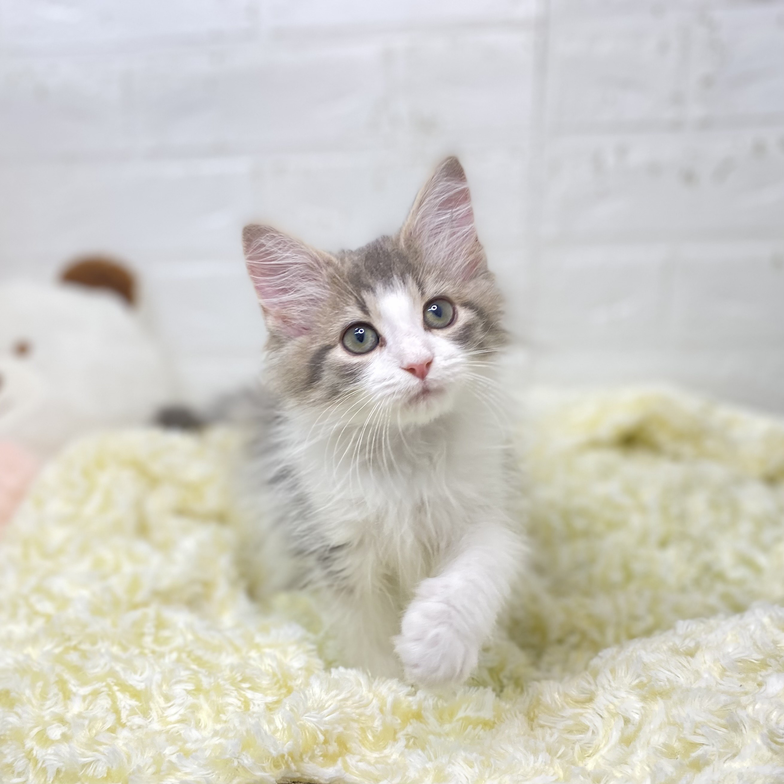 ノルウェージャンフォレストキャットの写真