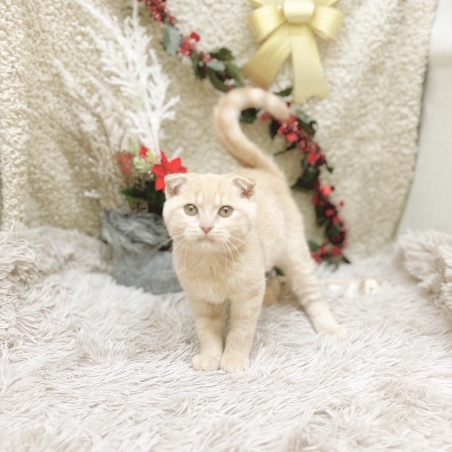 静岡県のスコティッシュフォールド (犬の家＆猫の里藤枝店/2025年9月12日生まれ/男の子/クリームタビー)の子猫の4枚目の画像