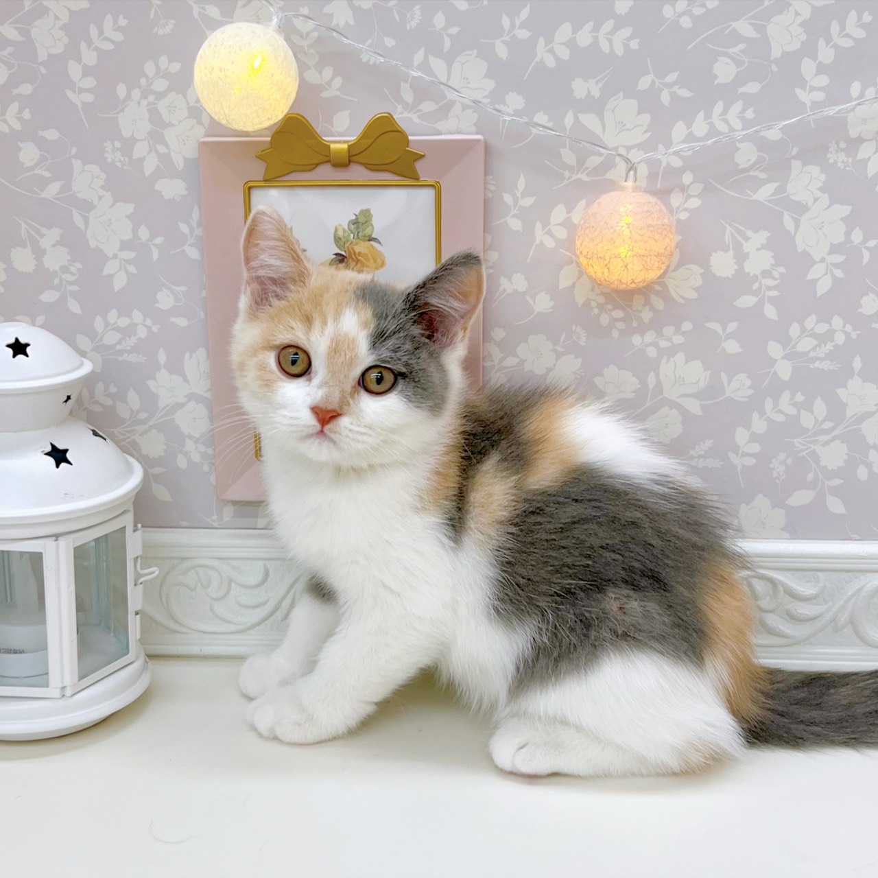 富山県のスコティッシュストレート (犬の家＆猫の里富山店/2025年9月18日生まれ/女の子/ダイリュートキャリコ)の子猫の4枚目の画像