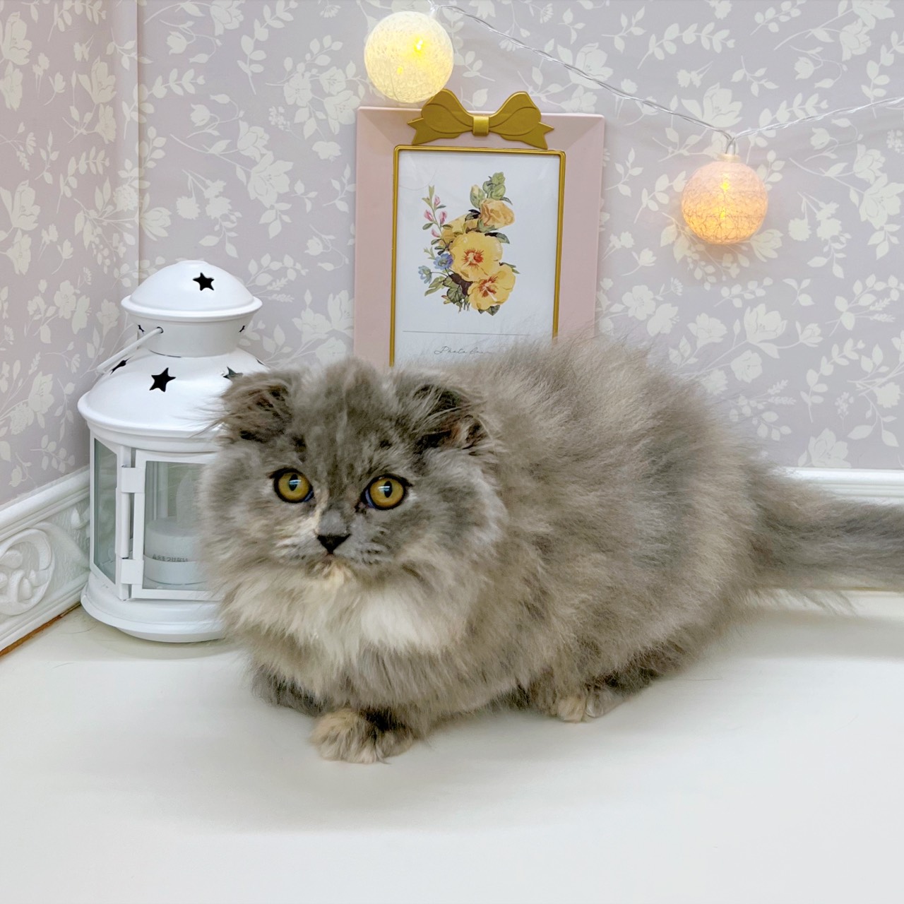 富山県のスコティッシュフォールド (犬の家＆猫の里富山店/2025年9月18日生まれ/女の子/ブルークリーム)の子猫の4枚目の画像