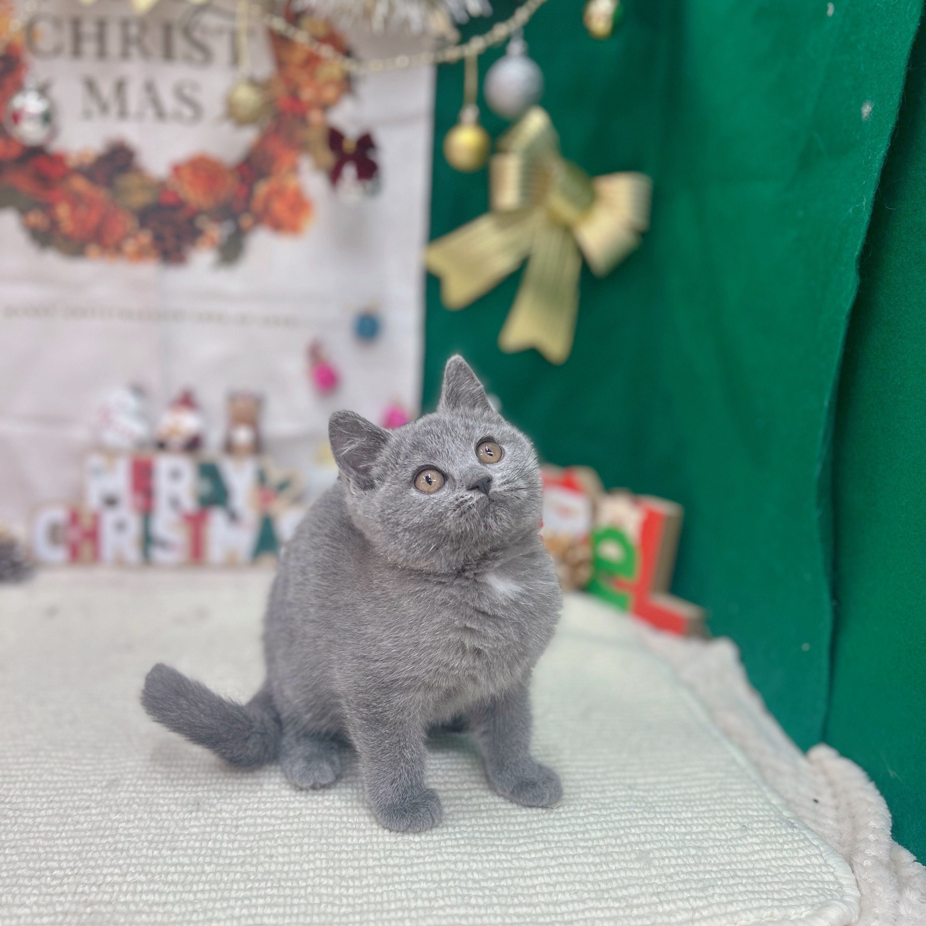 岐阜県のブリティッシュショートヘアー (犬の家＆猫の里岐南店/2025年9月18日生まれ/男の子/ブルー)の子猫の4枚目の画像