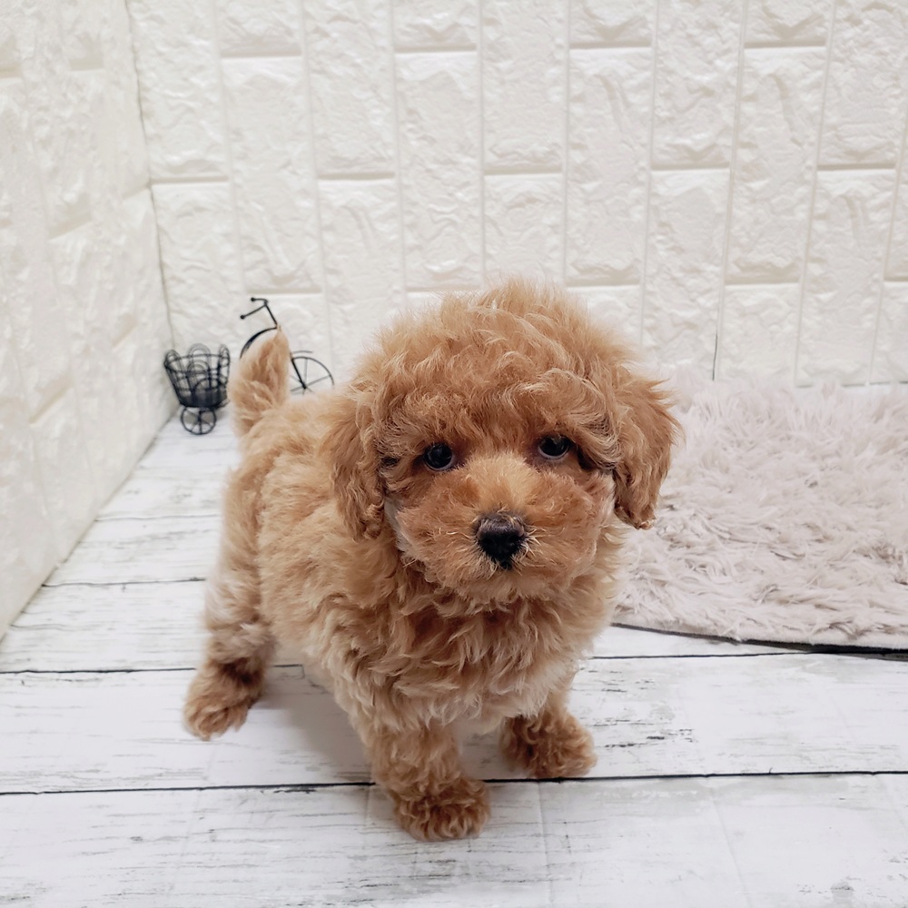 岡山県のトイプードル(トイ) (犬の家＆猫の里岡山店/2025年9月11日生まれ/女の子/アプリコット)の子犬の4枚目の画像