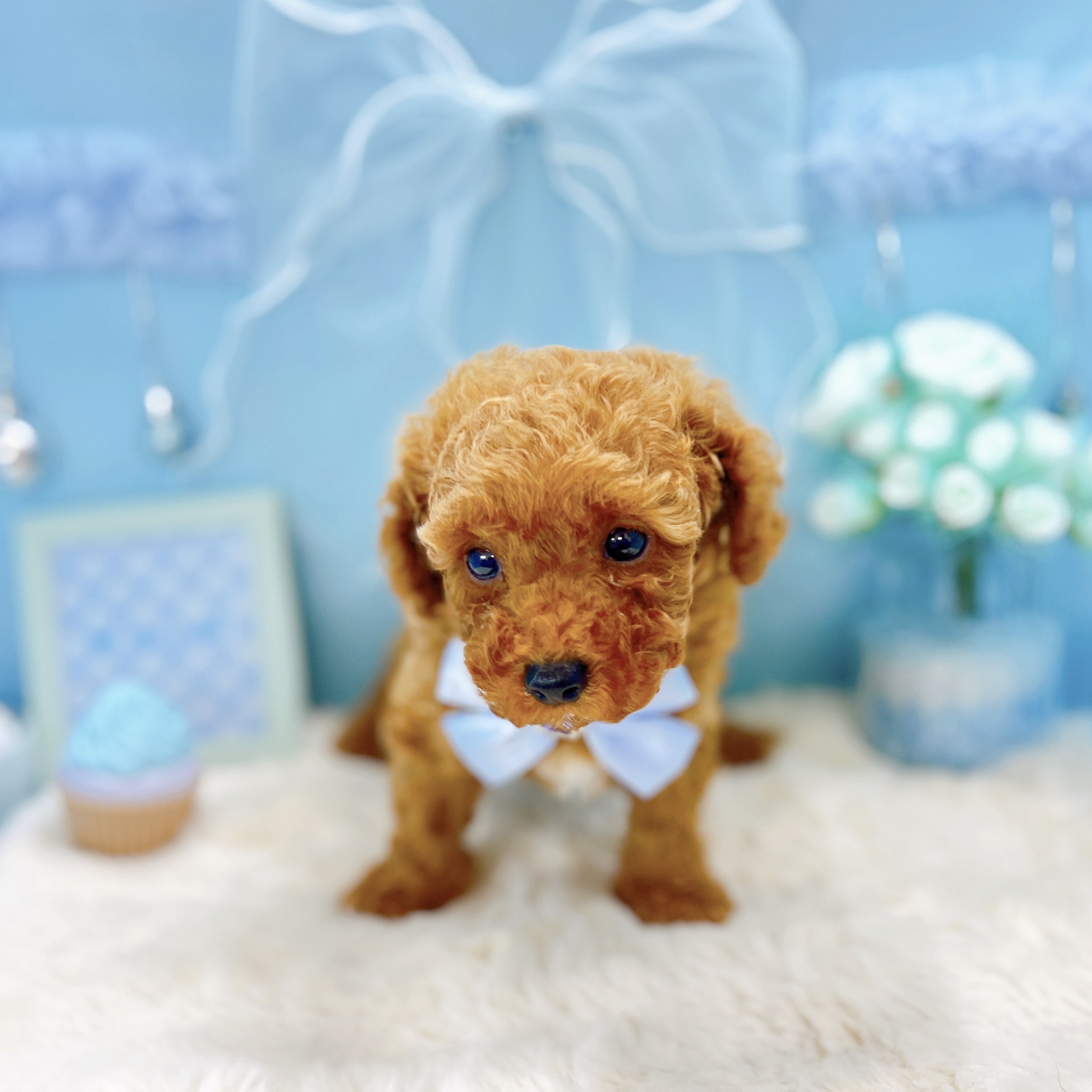 福井県のトイプードル(トイ) (犬の家＆猫の里アミーゴ福井大和田店/2025年9月19日生まれ/男の子/レッド)の子犬の4枚目の画像