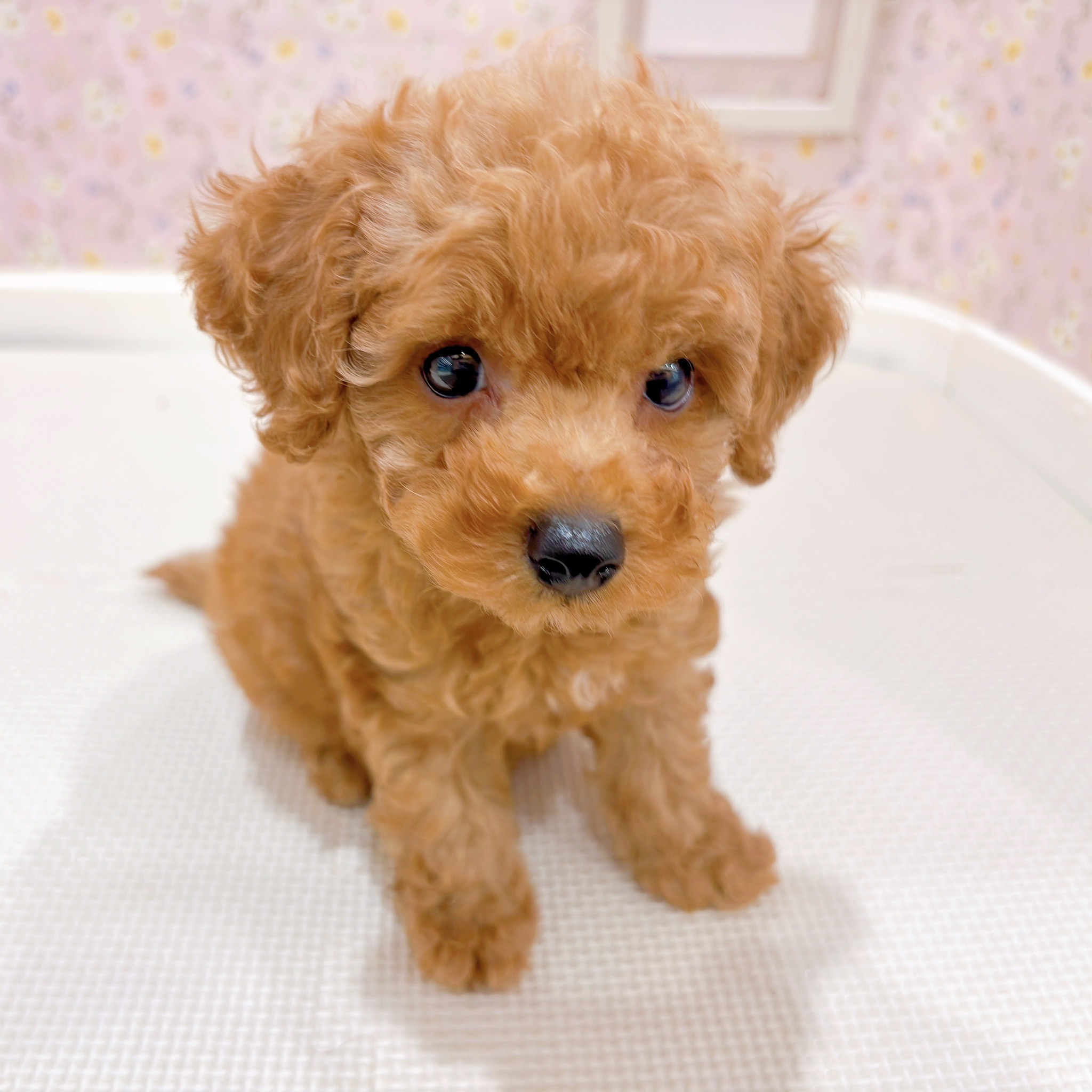 石川県のトイプードル(トイ) (犬の家＆猫の里金沢店/2025年9月19日生まれ/男の子/レッド)の子犬の4枚目の画像