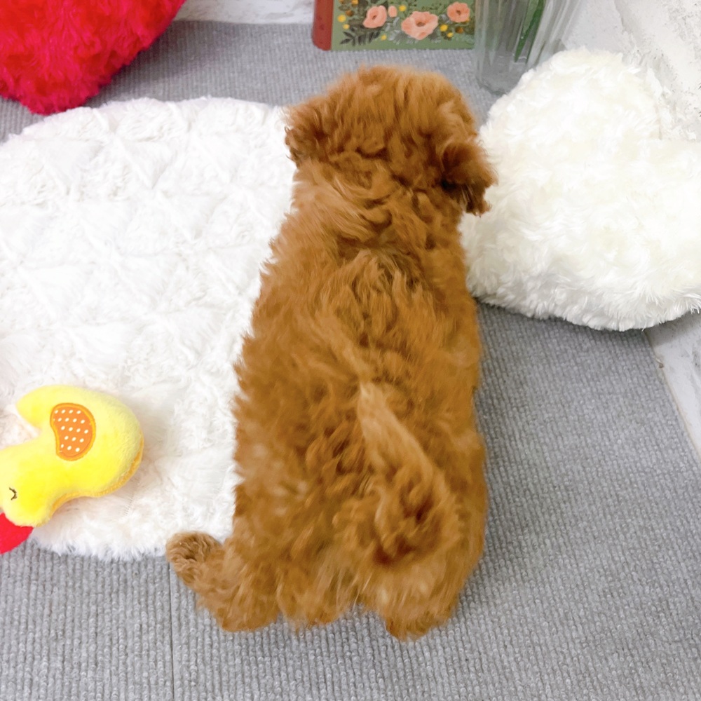 京都府のトイプードル(トイ) (犬の家＆猫の里京都樟葉店/2025年9月19日生まれ/女の子/レッド)の子犬の4枚目の画像