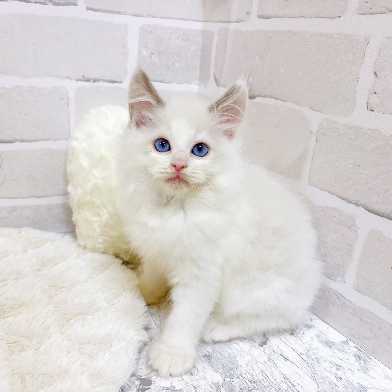 京都府のラグドール (犬の家＆猫の里京都精華店/2025年9月21日生まれ/男の子/ブルーポイントバイカラー)の子猫の4枚目の画像