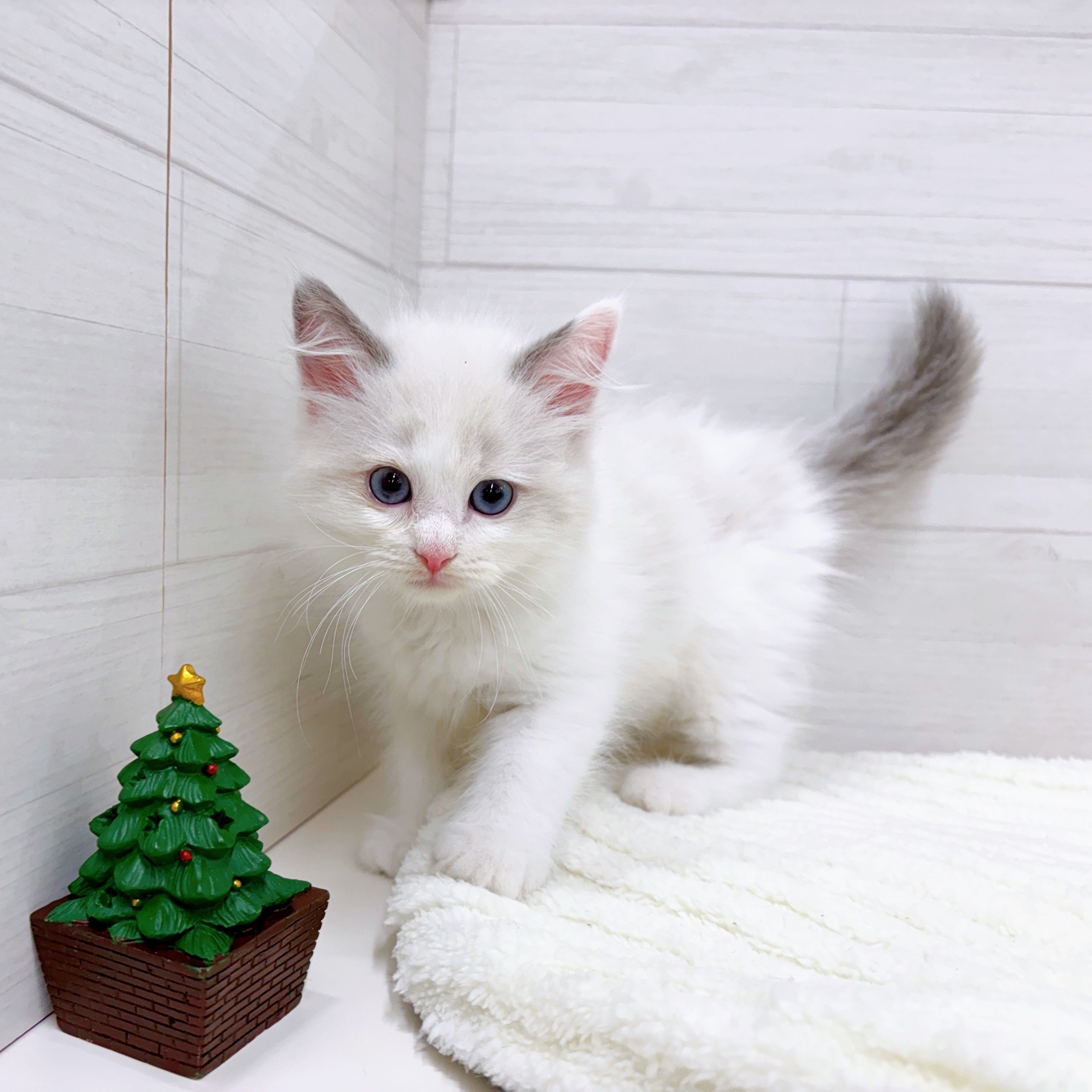 石川県のラグドール (犬の家＆猫の里アミーゴ金沢おこばた店/2025年9月21日生まれ/女の子/ブルーポイントバイカラー)の子猫の4枚目の画像