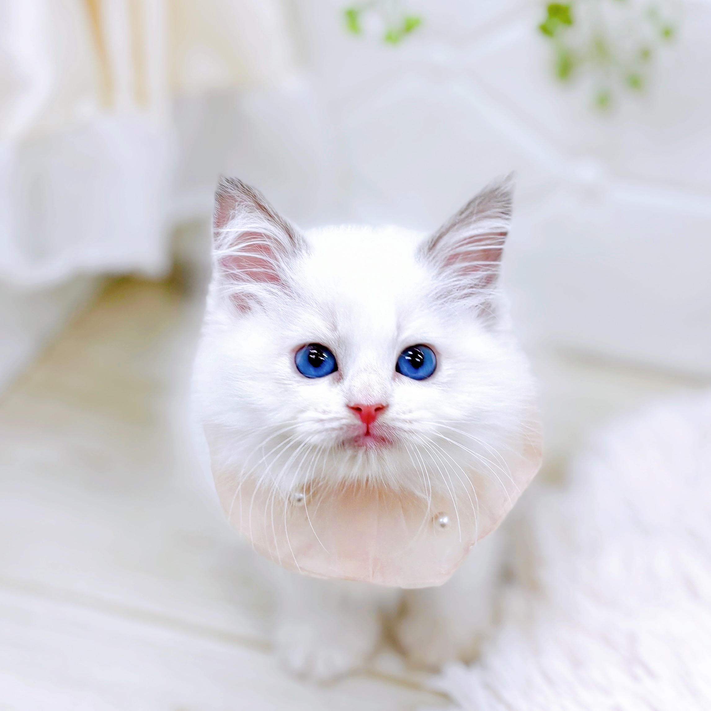 福井県のラグドール (犬の家＆猫の里アミーゴ福井店/2025年9月21日生まれ/女の子/ブルーポイントバイカラー)の子猫の4枚目の画像