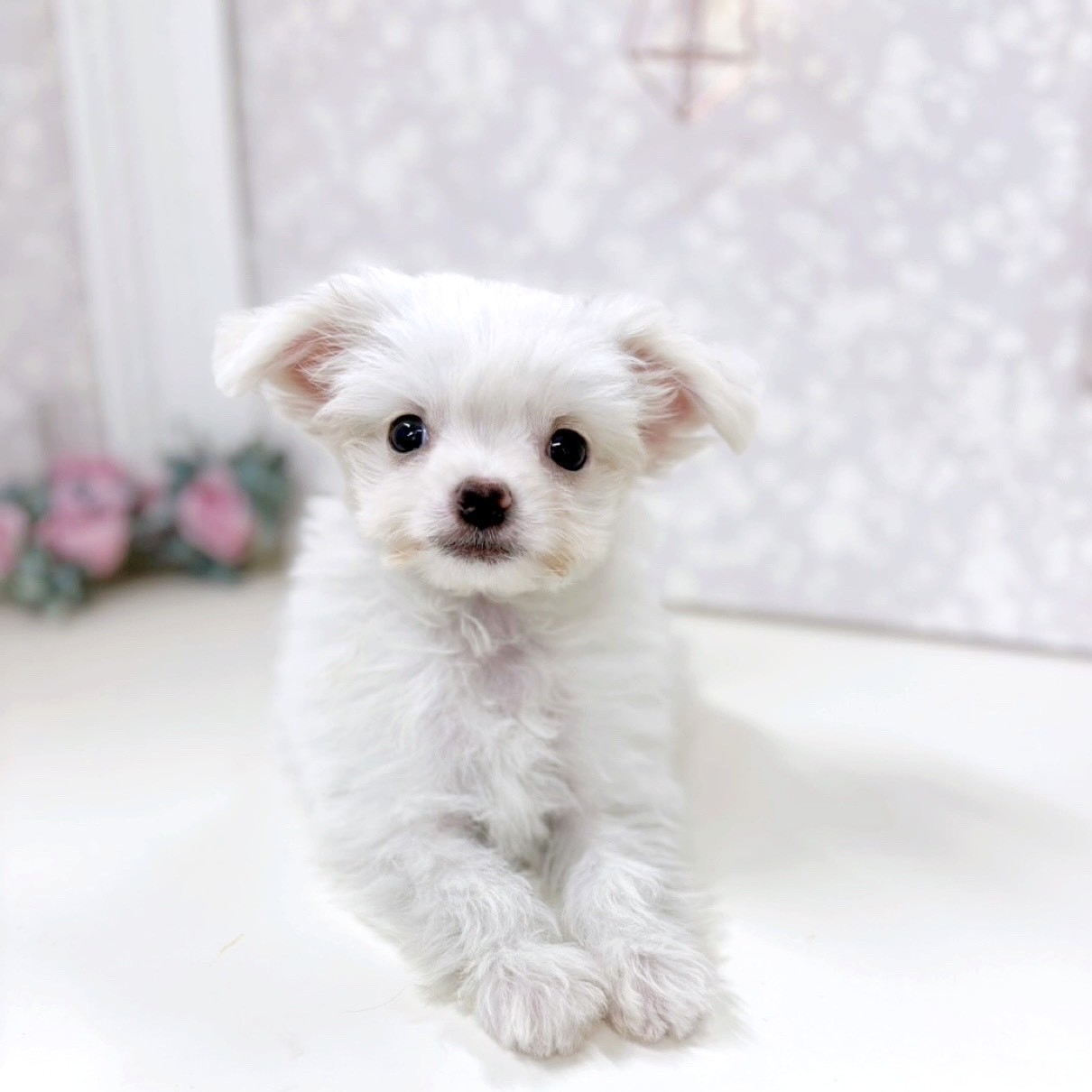 ハーフ犬男の子の写真