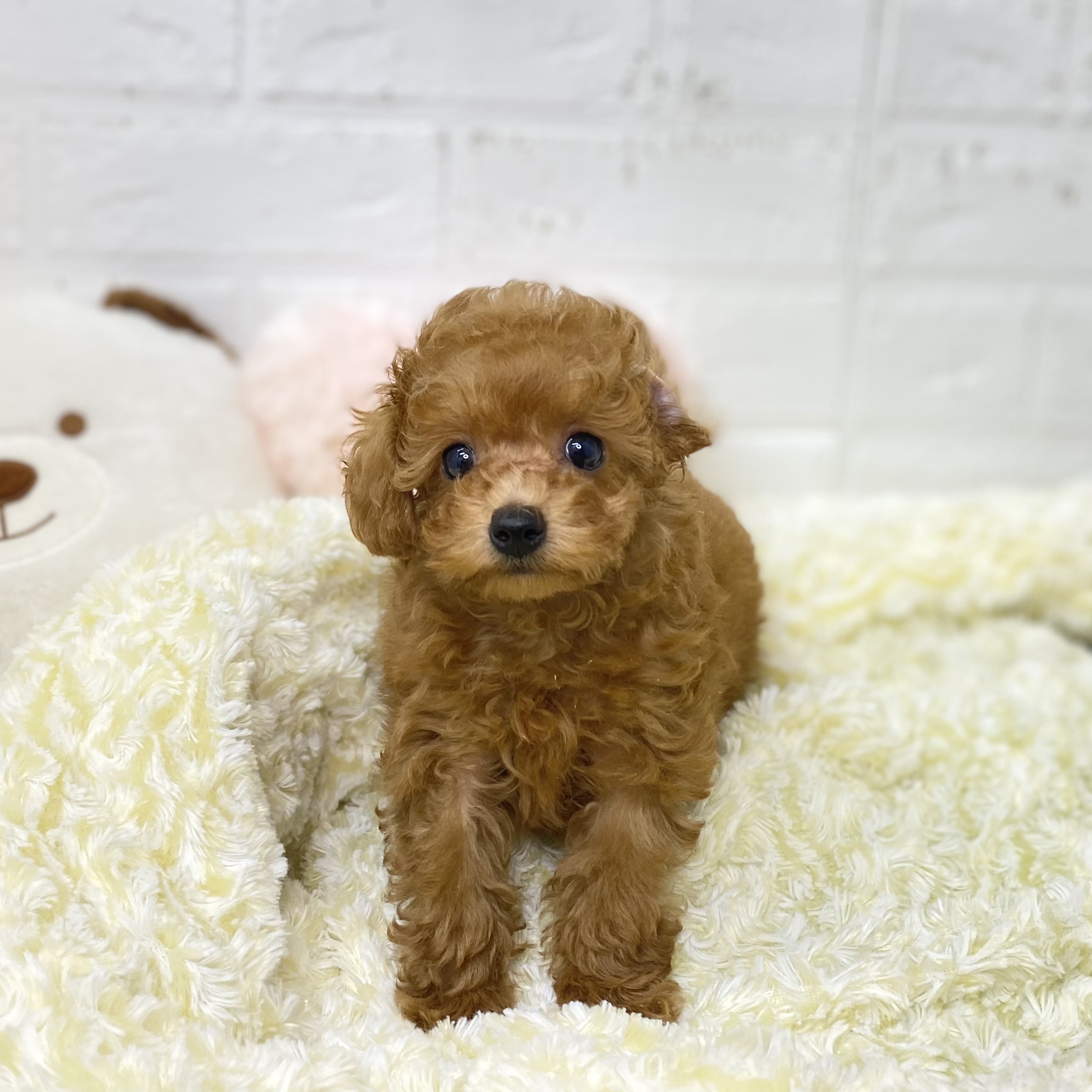 長野県のトイプードル(トイ) (犬の家＆猫の里長野店/2025年9月18日生まれ/男の子/レッドフォーン)の子犬の1枚目の画像