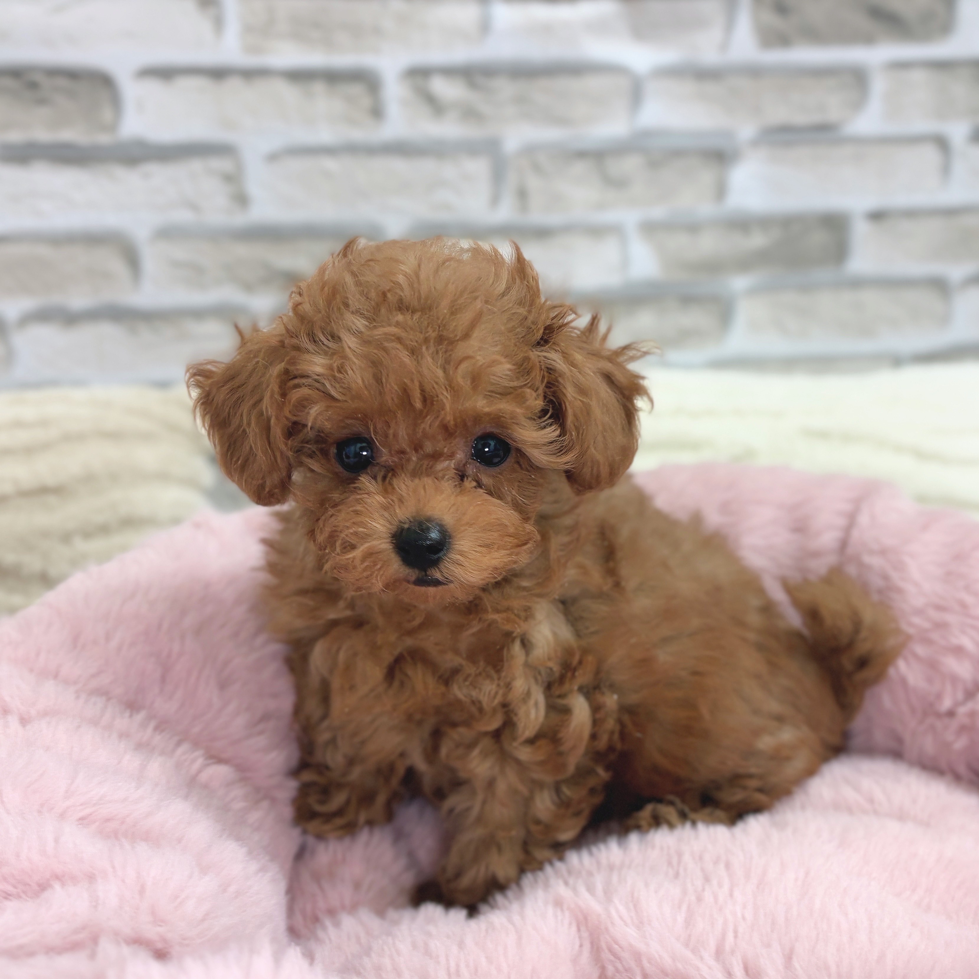 神奈川県のトイプードル(トイ) (犬の家＆猫の里モザイクモール港北店/2025年9月18日生まれ/女の子/レッドフォーン)の子犬の4枚目の画像