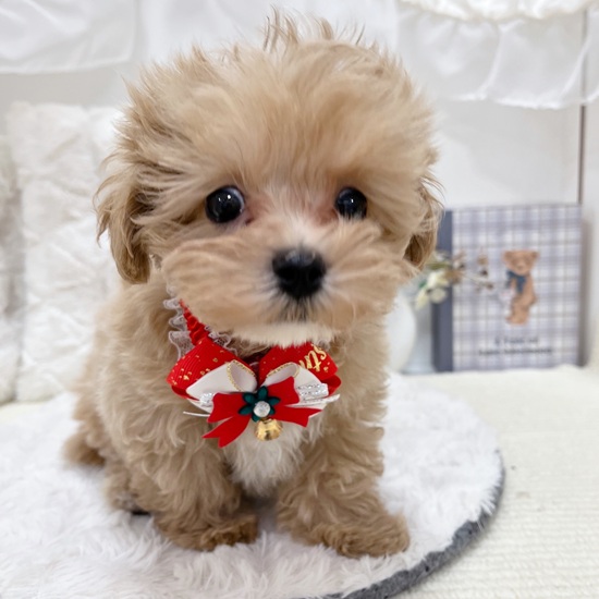 岐阜県のマルプー(マルチーズ×プードル) (犬の家＆猫の里カラフルタウン岐阜店/2025年9月19日生まれ/男の子/アプリコットホワイト)の子犬の4枚目の画像