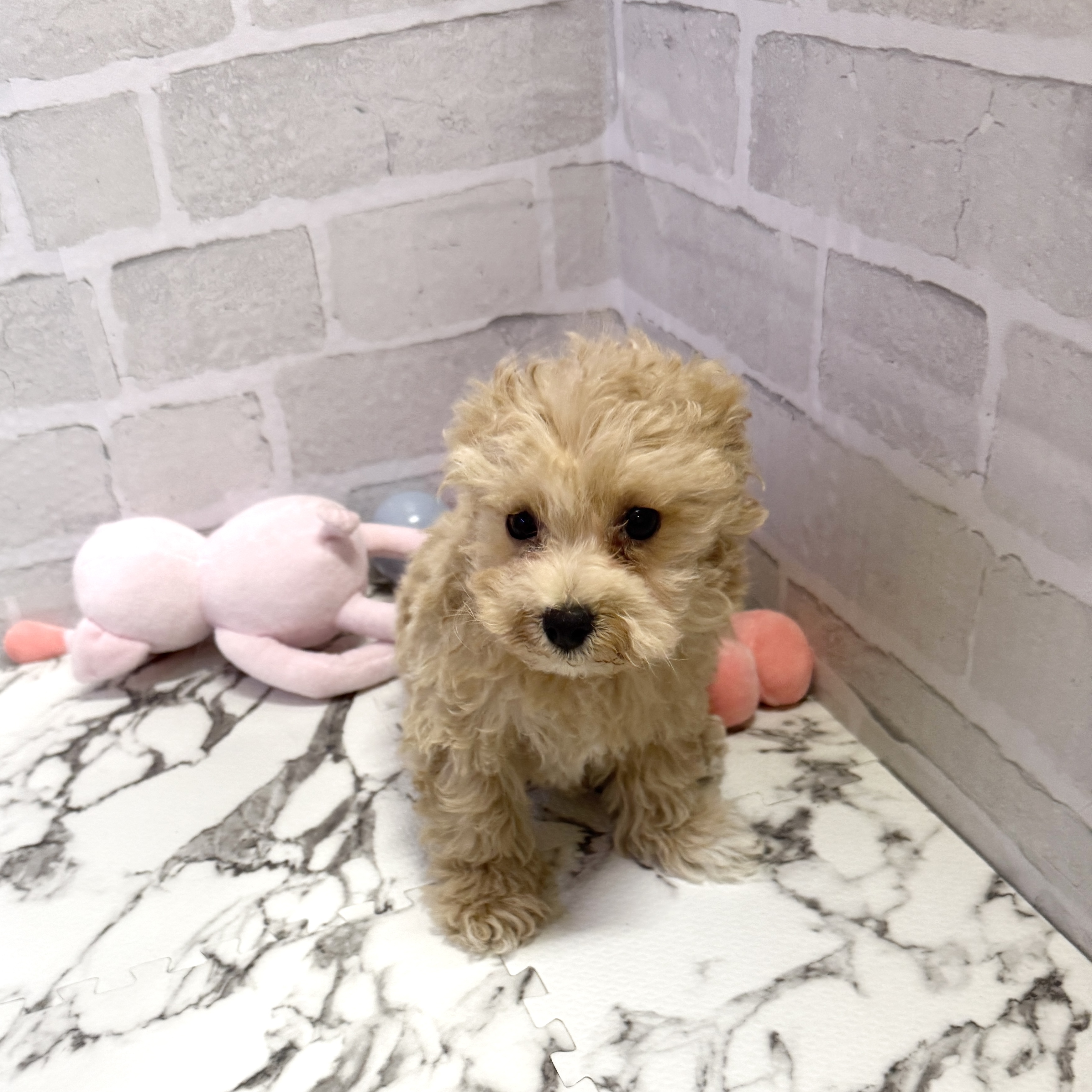愛知県のマルプー(マルチーズ×プードル) (犬の家＆猫の里岡崎店/2025年9月18日生まれ/男の子/アプリコット)の子犬の4枚目の画像