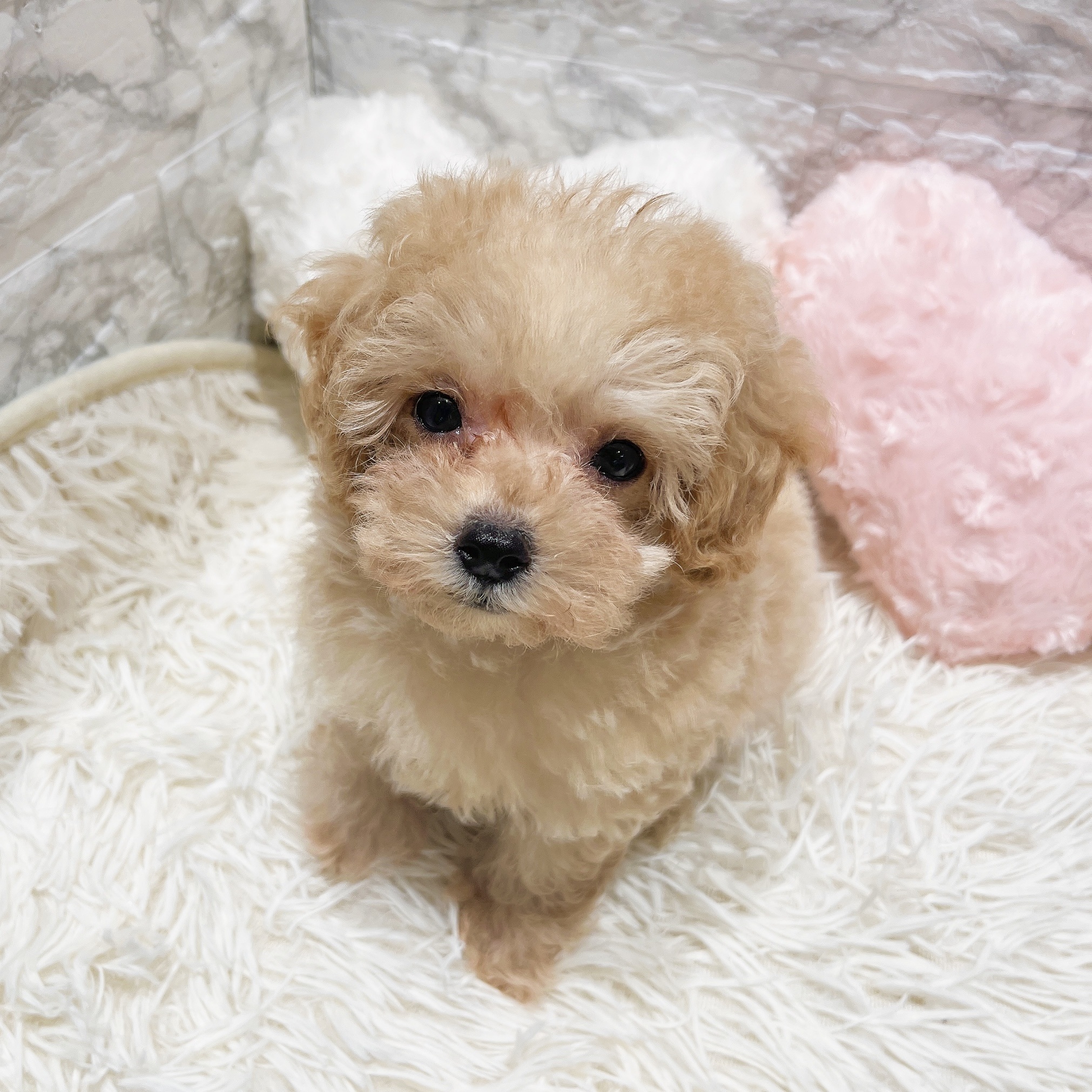 愛知県のマルプー(マルチーズ×プードル) (犬の家＆猫の里MiO香久山店/2025年9月18日生まれ/女の子/アプリコット)の子犬の4枚目の画像