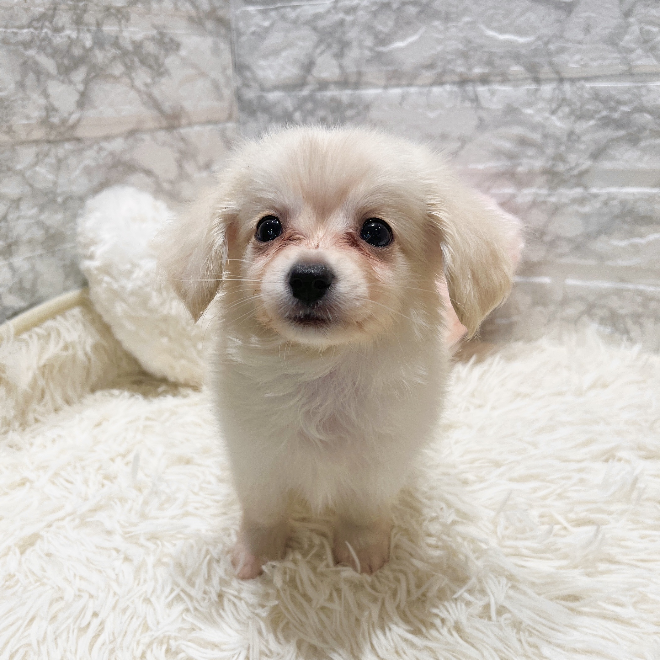 愛知県のチワックス(チワワ×ダックス) (犬の家＆猫の里MiO香久山店/2025年9月19日生まれ/男の子/クリーム)の子犬の4枚目の画像