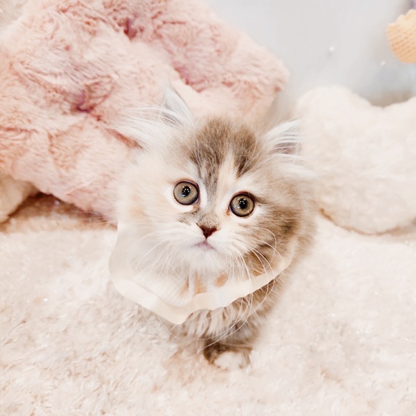 福井県のミヌエット (犬の家＆猫の里福井店/2025年9月14日生まれ/女の子/ブルーパッチドタビーホワイト)の子猫の1枚目の画像