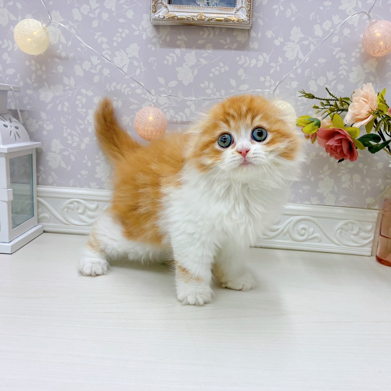 富山県のスコティッシュフォールド (犬の家＆猫の里アミーゴ山室店/2025年9月18日生まれ/女の子/レッドタビーホワイト)の子猫の4枚目の画像