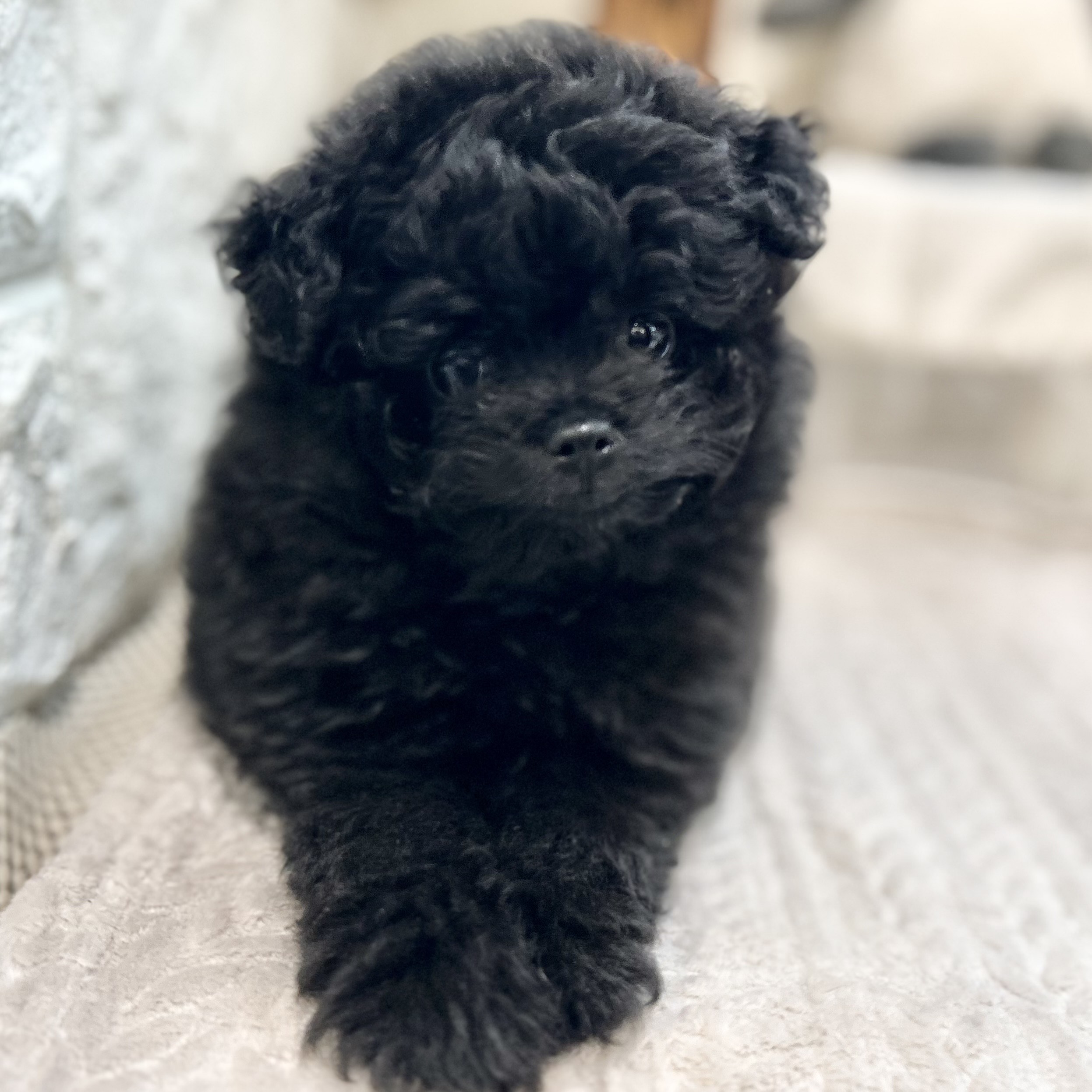 岡山県のポメプー(ポメラニアン×プードル) (犬の家＆猫の里倉敷店/2025年9月19日生まれ/男の子/ブラック)の子犬の4枚目の画像