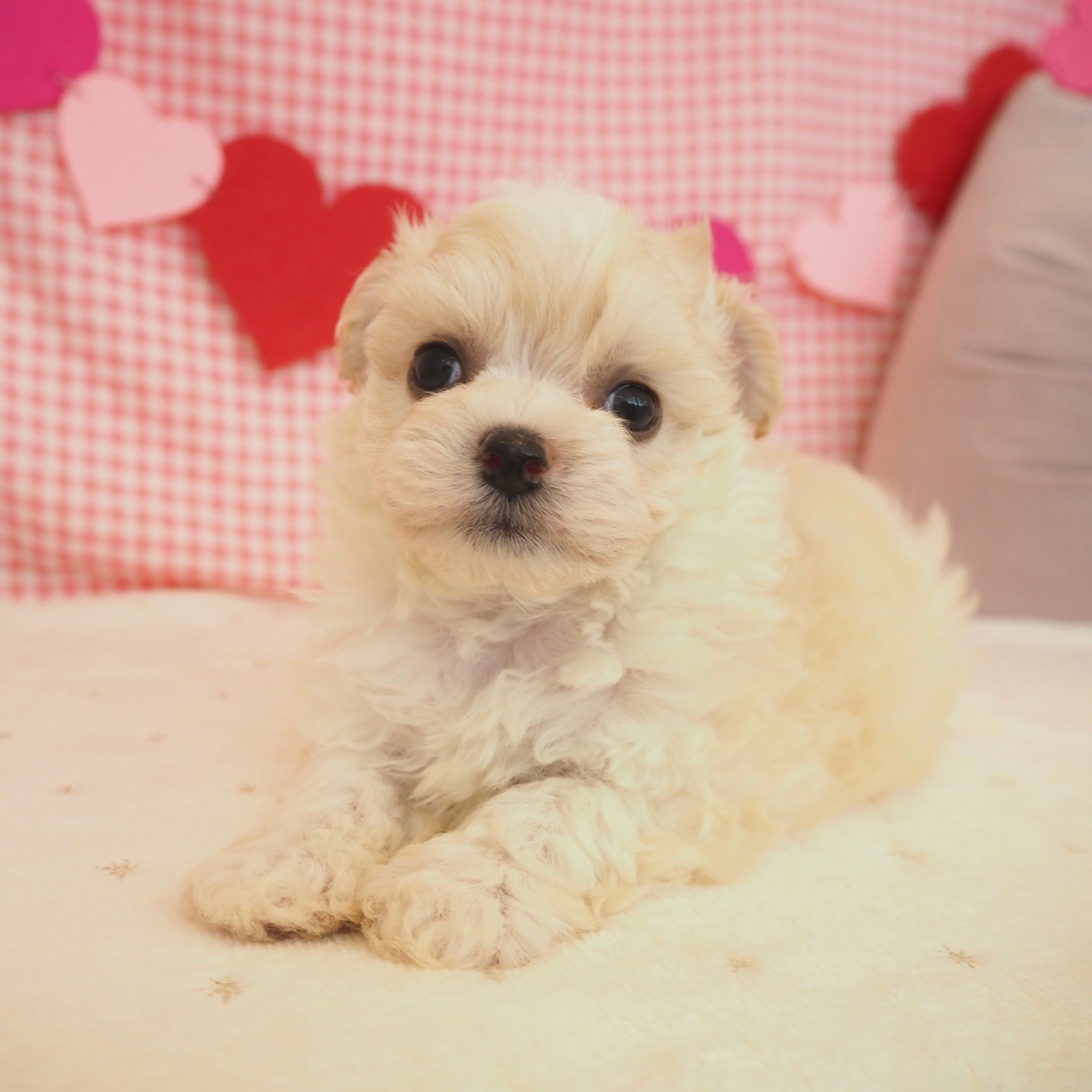 大阪府のチワプー/プーチー(チワワ×プードル) (犬の家＆猫の里もりのみやキューズモールBASE店/2025年9月21日生まれ/男の子/クリームホワイト)の子犬の4枚目の画像