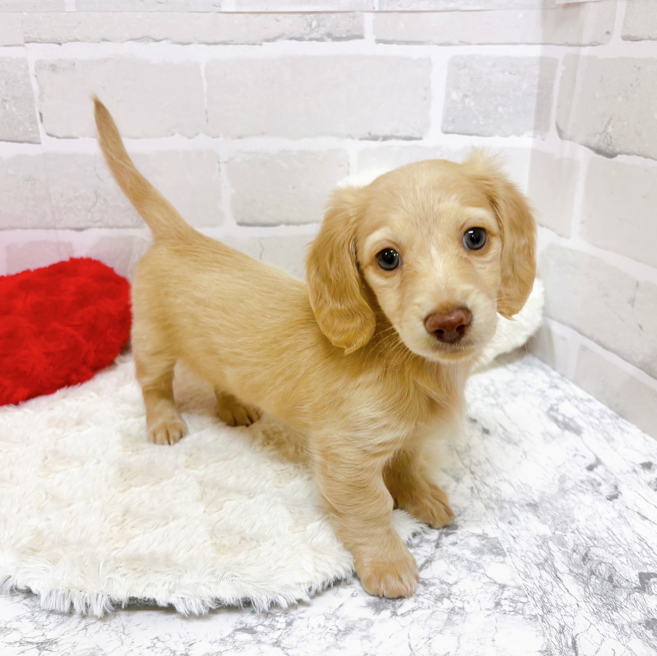 京都府のミニチュアダックスフンド(ロング) (犬の家＆猫の里京都精華店/2025年9月20日生まれ/女の子/イエロー)の子犬の4枚目の画像