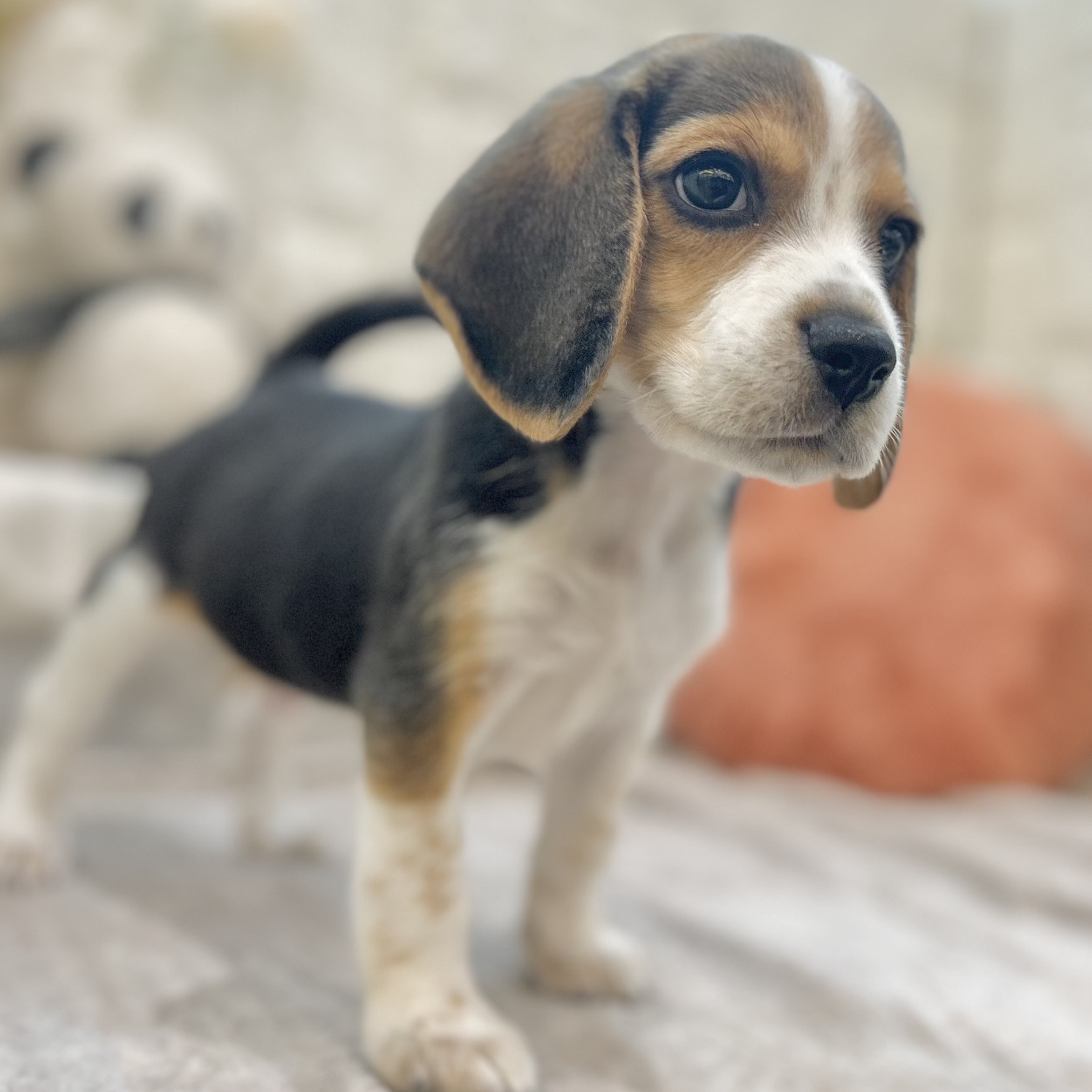 岡山県のビーグル (犬の家＆猫の里倉敷店/2025年9月13日生まれ/男の子/ハウンドカラー)の子犬の4枚目の画像