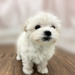 兵庫県のマルプー(マルチーズ×プードル) (犬の家＆猫の里カナート西神戸店/2025年9月21日生まれ/女の子/クリーム)の子犬の4枚目の画像