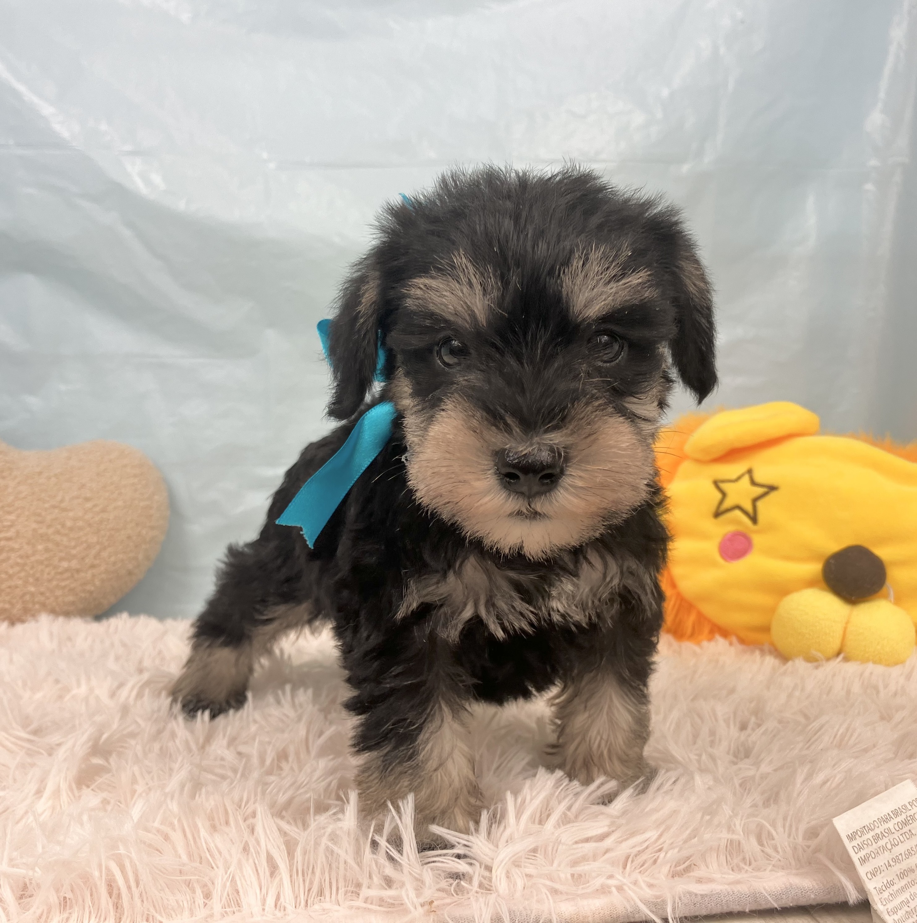 兵庫県のミニチュアシュナウザー (犬の家＆猫の里川西店/2025年9月20日生まれ/男の子/ブラックシルバー)の子犬の4枚目の画像