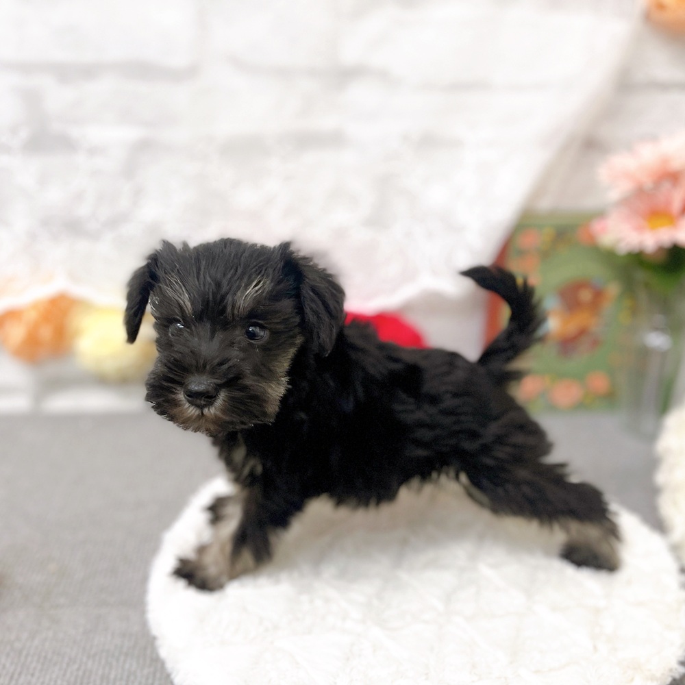 京都府のミニチュアシュナウザー (犬の家＆猫の里京都樟葉店/2025年9月20日生まれ/女の子/ブラックシルバー)の子犬の4枚目の画像