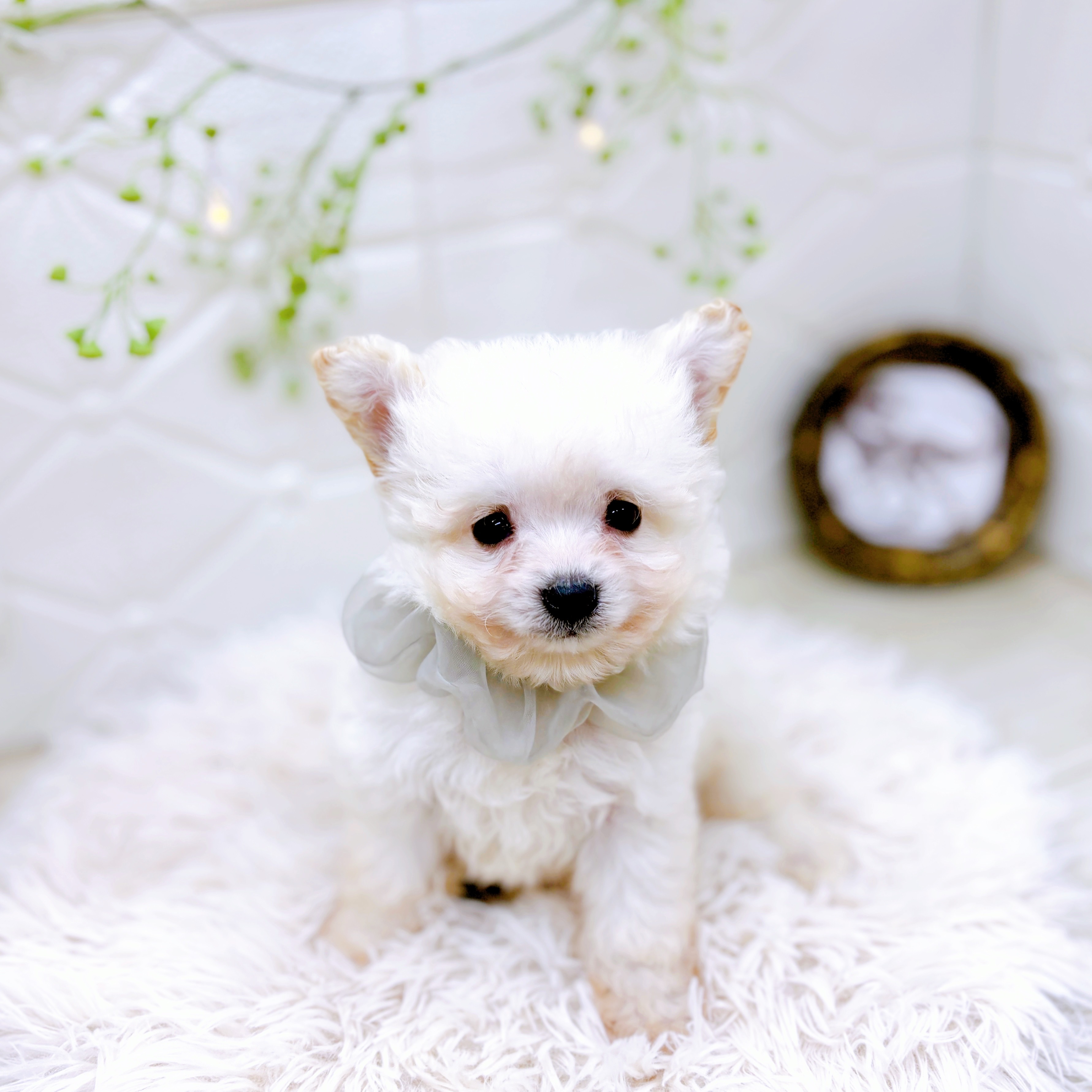 福井県のポメビション(ポメラニアン×ビションフリーゼ) (犬の家＆猫の里アミーゴ福井店/2025年9月13日生まれ/男の子/クリーム)の子犬の4枚目の画像