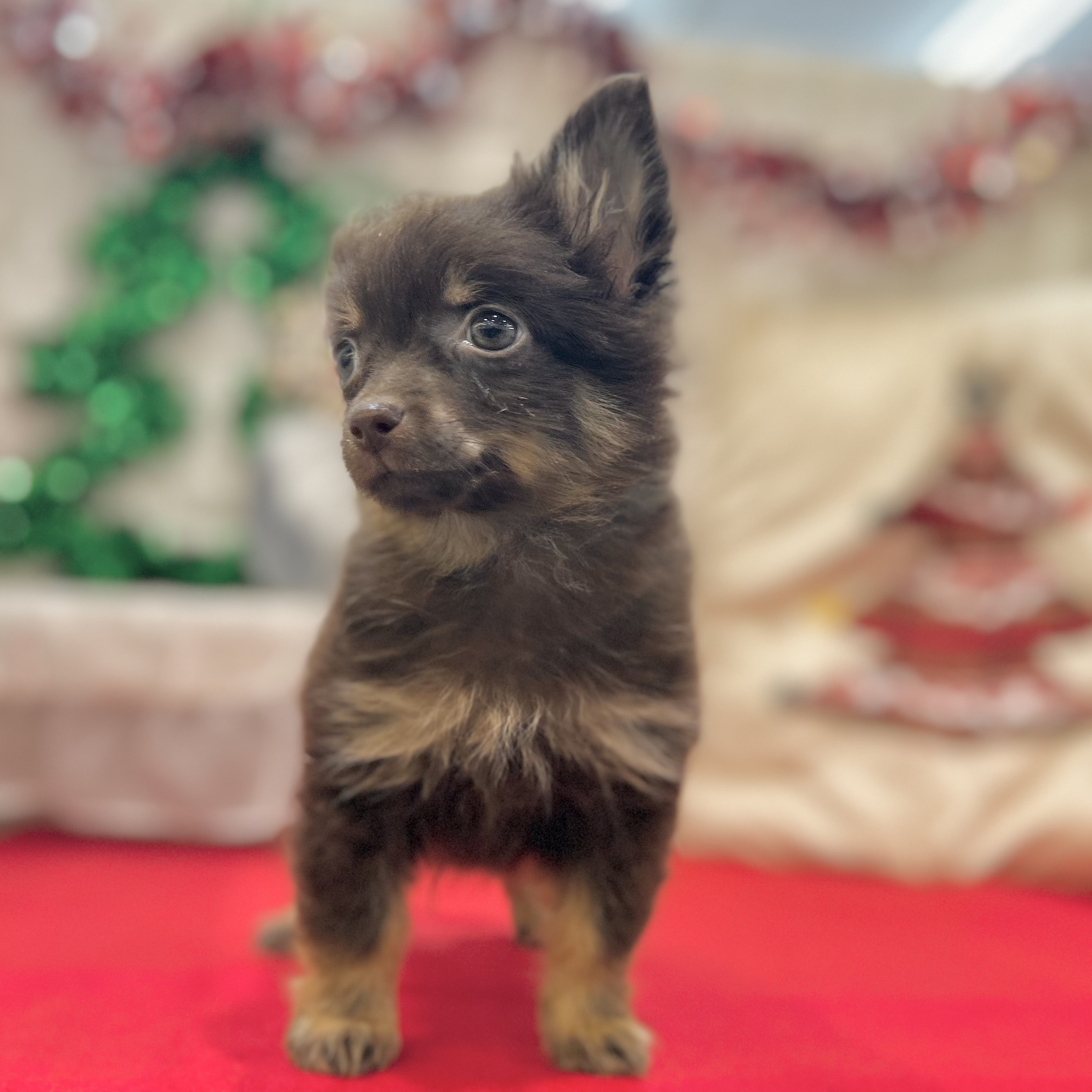 岡山県のポメチワ/チワポメ/ポメチー(ポメラニアン×チワワ) (犬の家＆猫の里倉敷店/2025年9月15日生まれ/男の子/チョコレートタン)の子犬の4枚目の画像