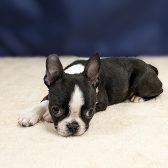 愛知県のボストンテリア (犬の家＆猫の里一宮店/2025年9月6日生まれ/女の子/ボストンカラー)の子犬の4枚目の画像