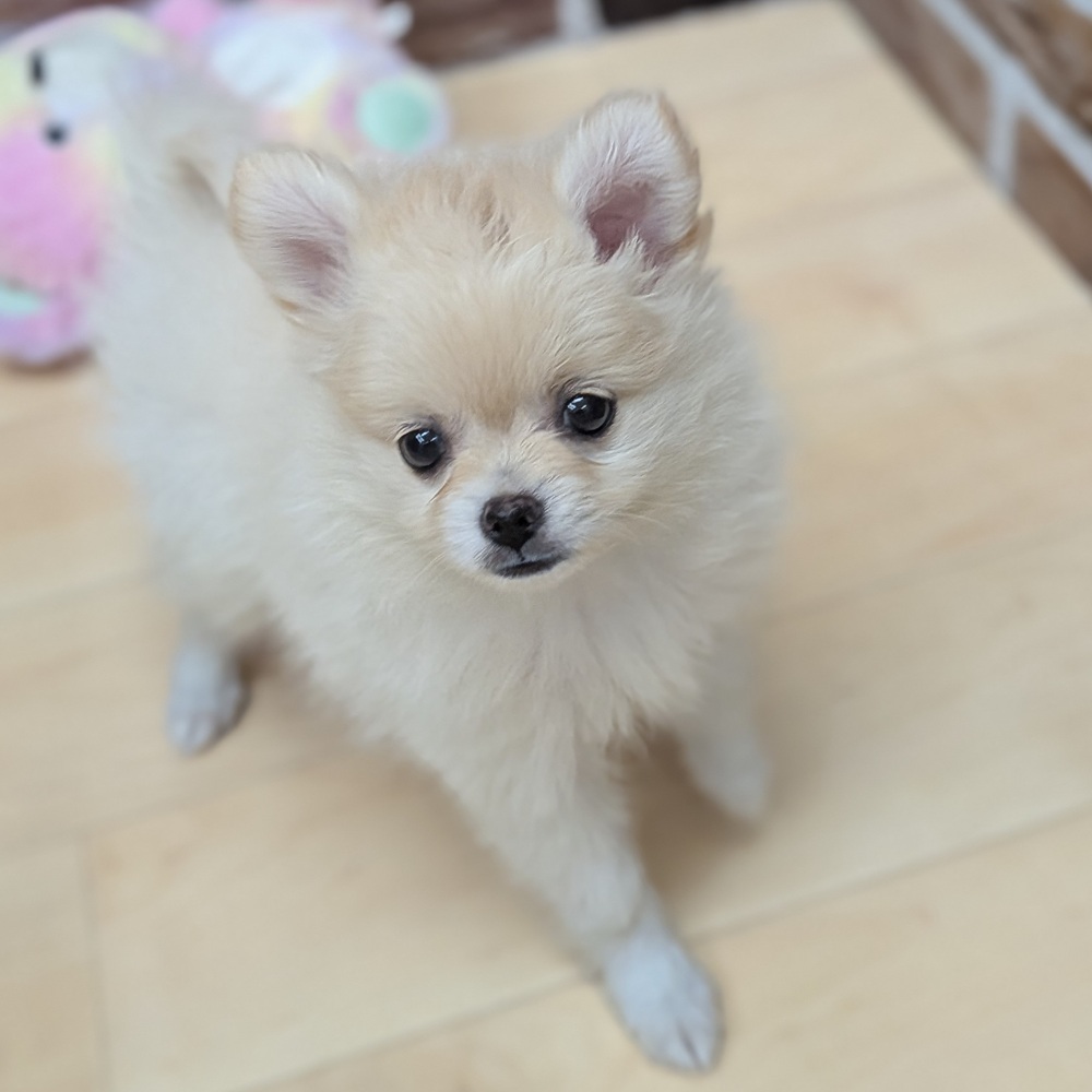 愛知県のポメチワ/チワポメ/ポメチー(ポメラニアン×チワワ) (犬の家＆猫の里七宝店/2025年9月17日生まれ/女の子/クリーム)の子犬の4枚目の画像