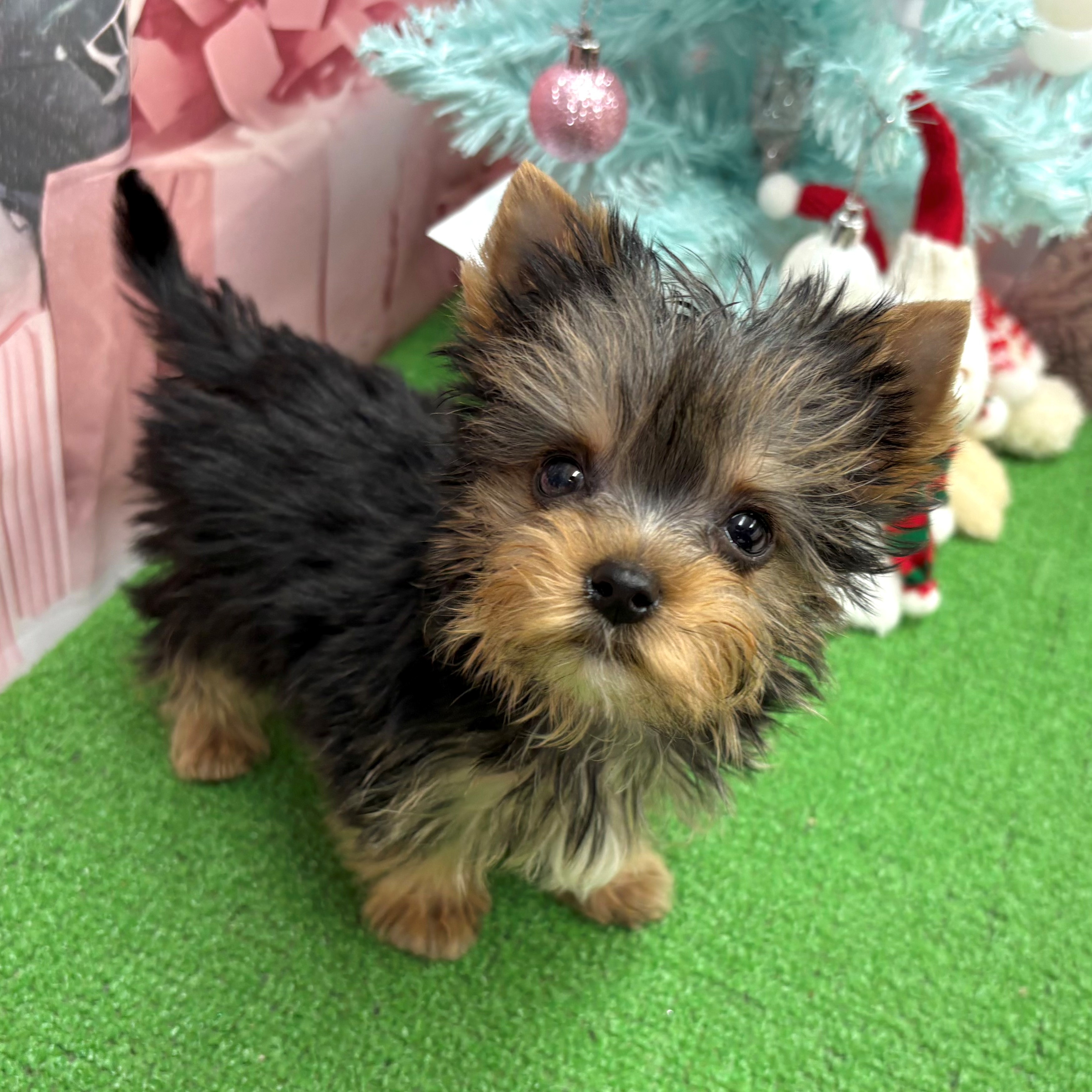 愛知県のヨークシャーテリア (犬の家＆猫の里名古屋天白店/2025年9月15日生まれ/男の子/スチールブルータン)の子犬の4枚目の画像