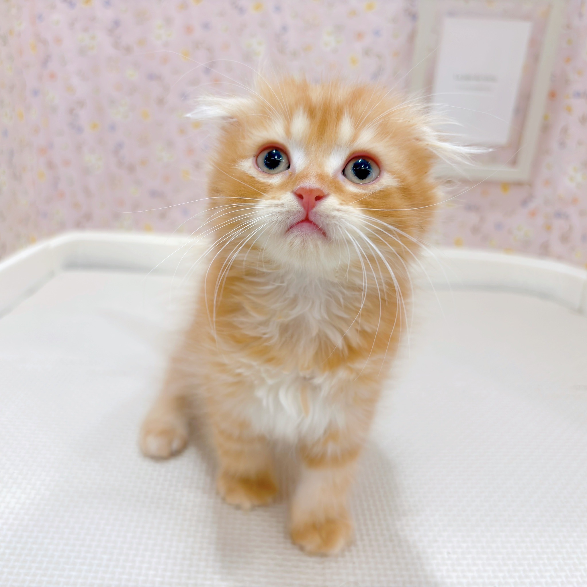 石川県のスコティッシュフォールド (犬の家＆猫の里金沢店/2025年9月19日生まれ/男の子/レッドタビーホワイト)の子猫の4枚目の画像