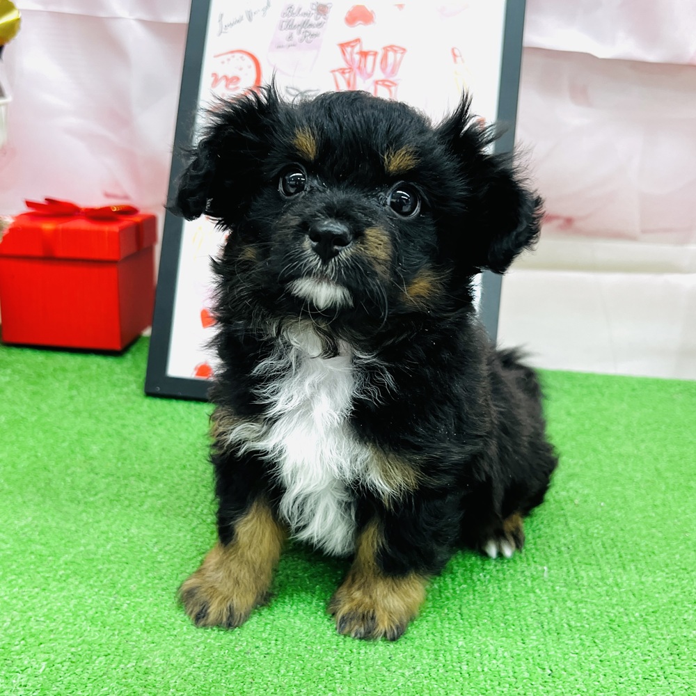 愛知県のチワプー/プーチー(チワワ×プードル) (犬の家＆猫の里名古屋天白店/2025年11月3日生まれ/男の子/ブラックタン)の子犬の4枚目の画像