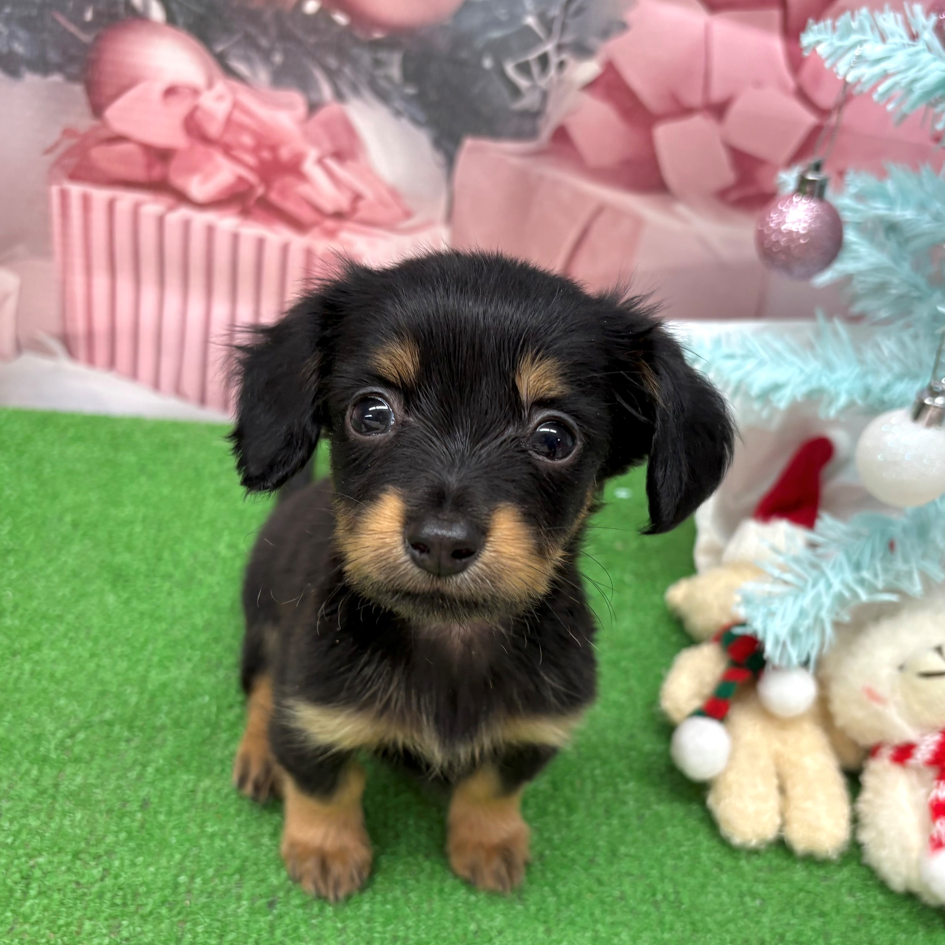 愛知県のチワックス(チワワ×ダックス) (犬の家＆猫の里名古屋天白店/2025年9月20日生まれ/女の子/ブラックタン)の子犬の4枚目の画像