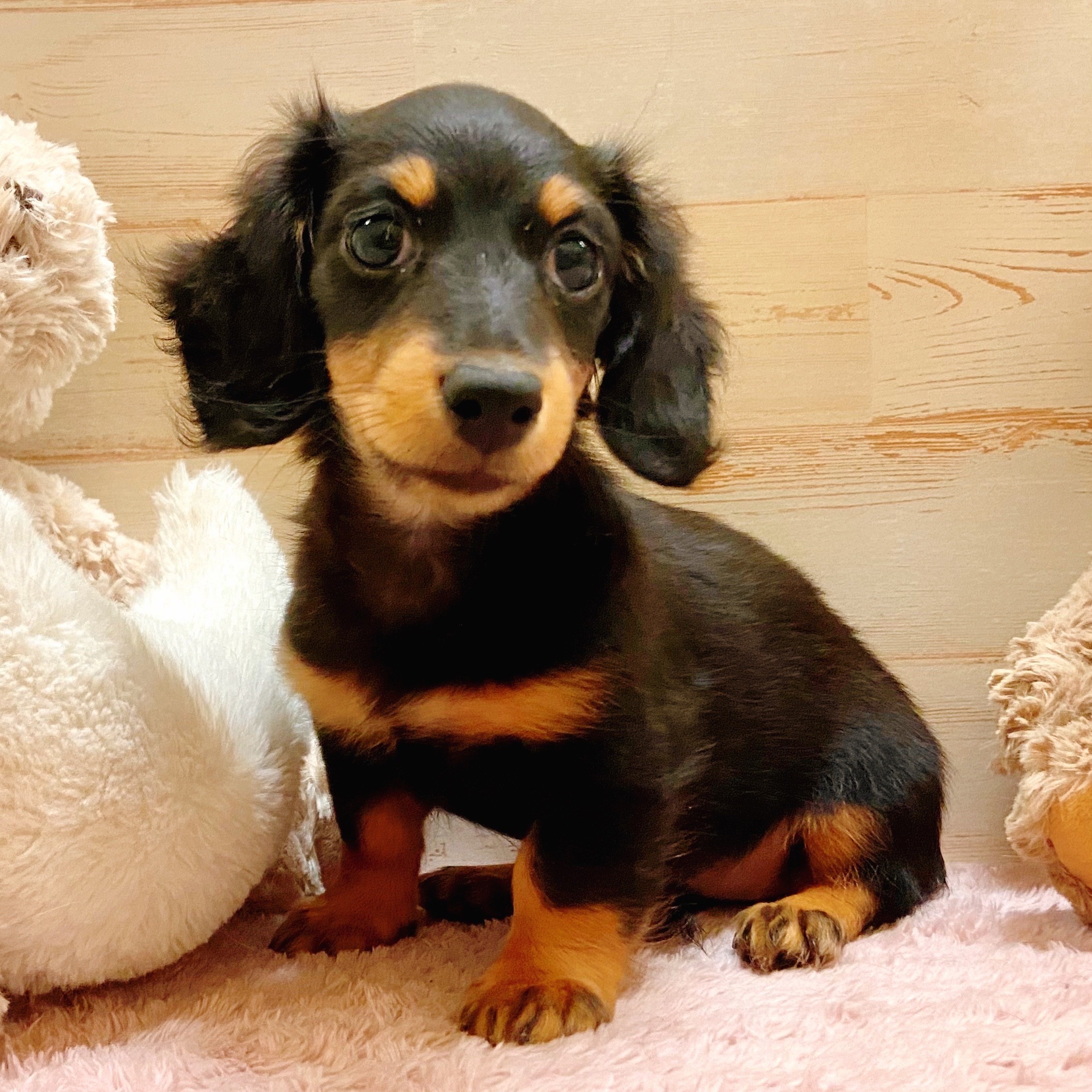 兵庫県のミニチュアダックスフンド(ロング)の子犬を価格や特徴で探す