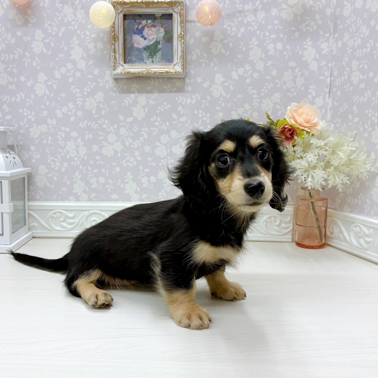 富山県のミニチュアダックスフンド(ロング) (犬の家＆猫の里アミーゴ山室店/2025年9月21日生まれ/女の子/ブラックタン)の子犬の4枚目の画像